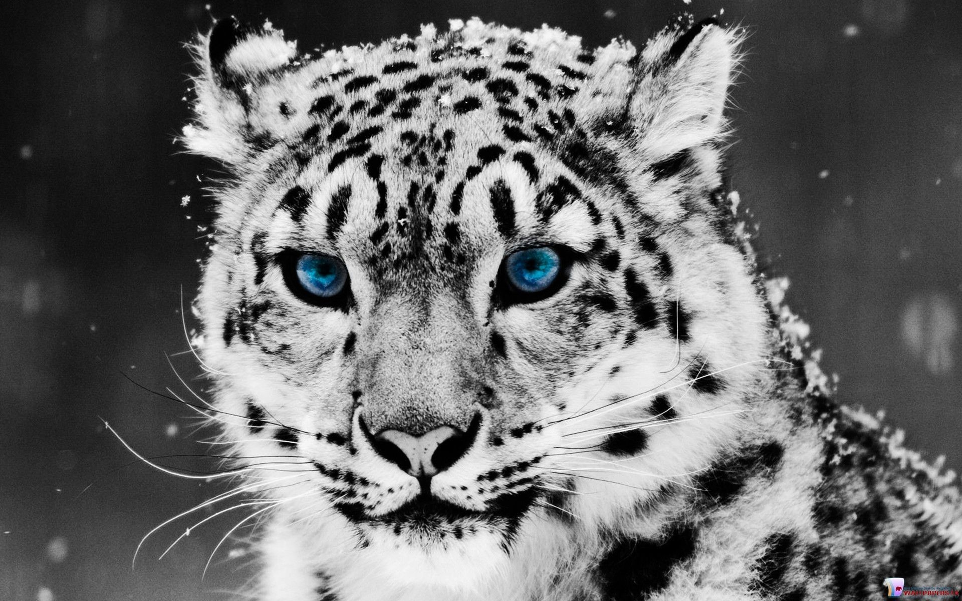 1920x1200 White Tiger HD Wallpapers