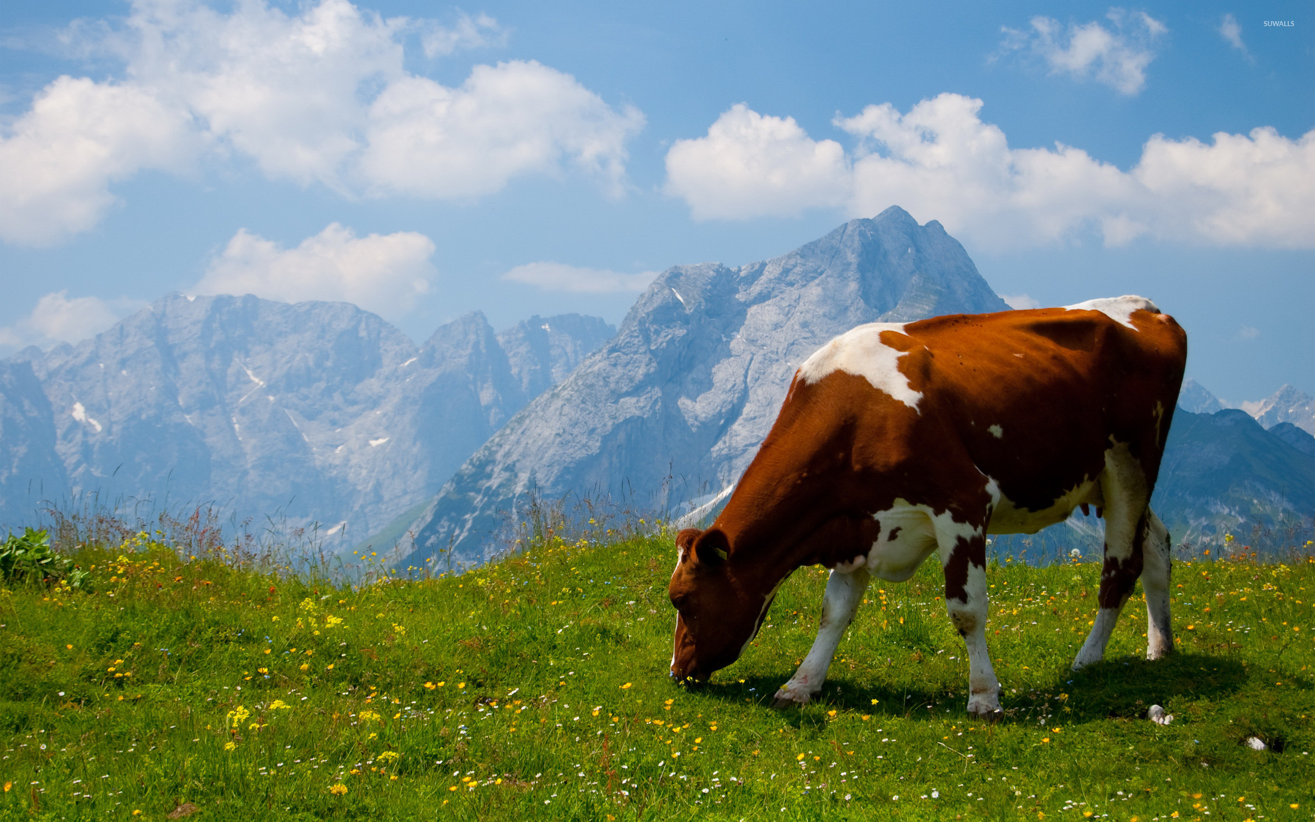 2560x1600 Cow in the Alps wallpaper