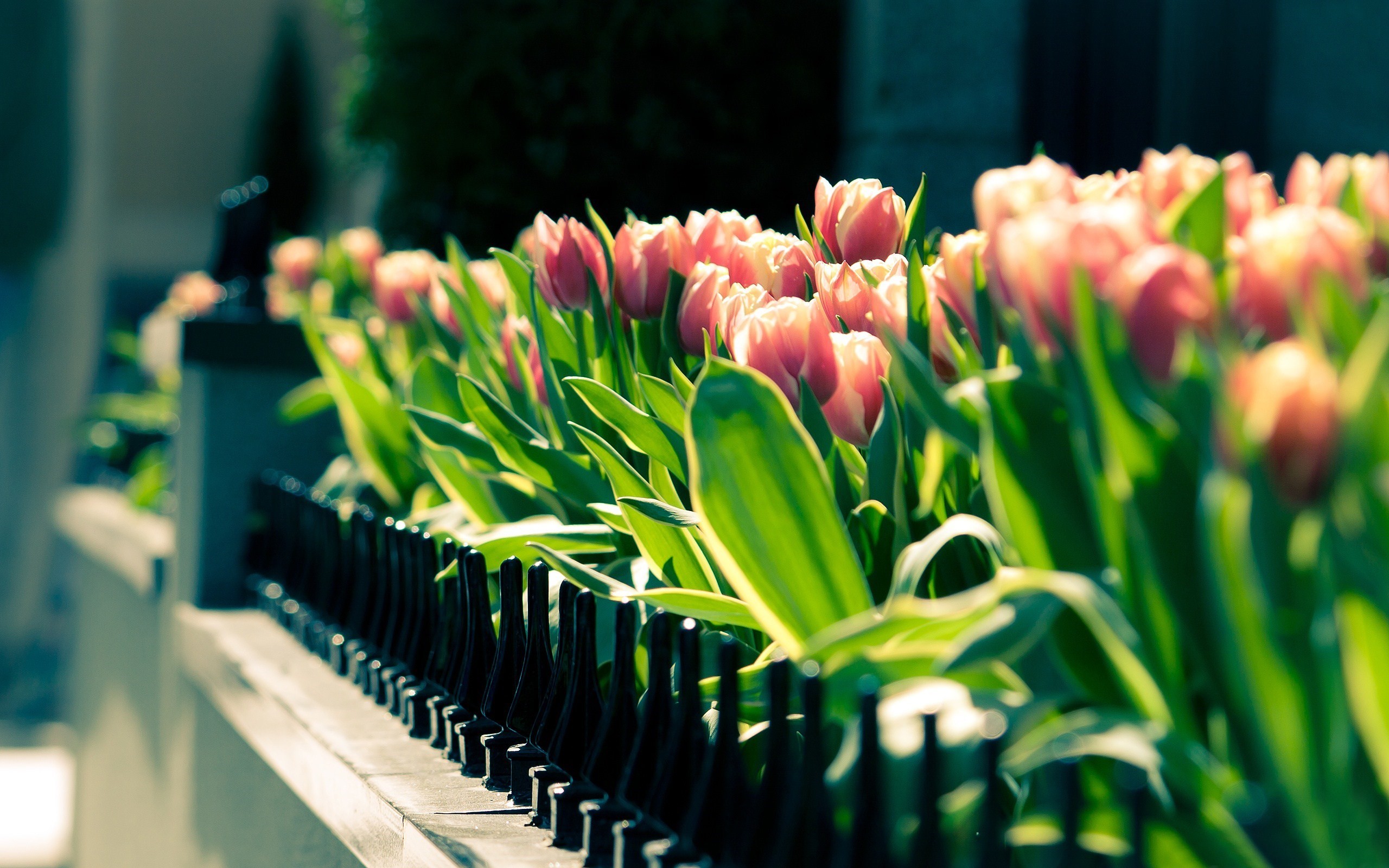 2560x1600 Spring tulips flower close-up, blurred photography Wallpapers