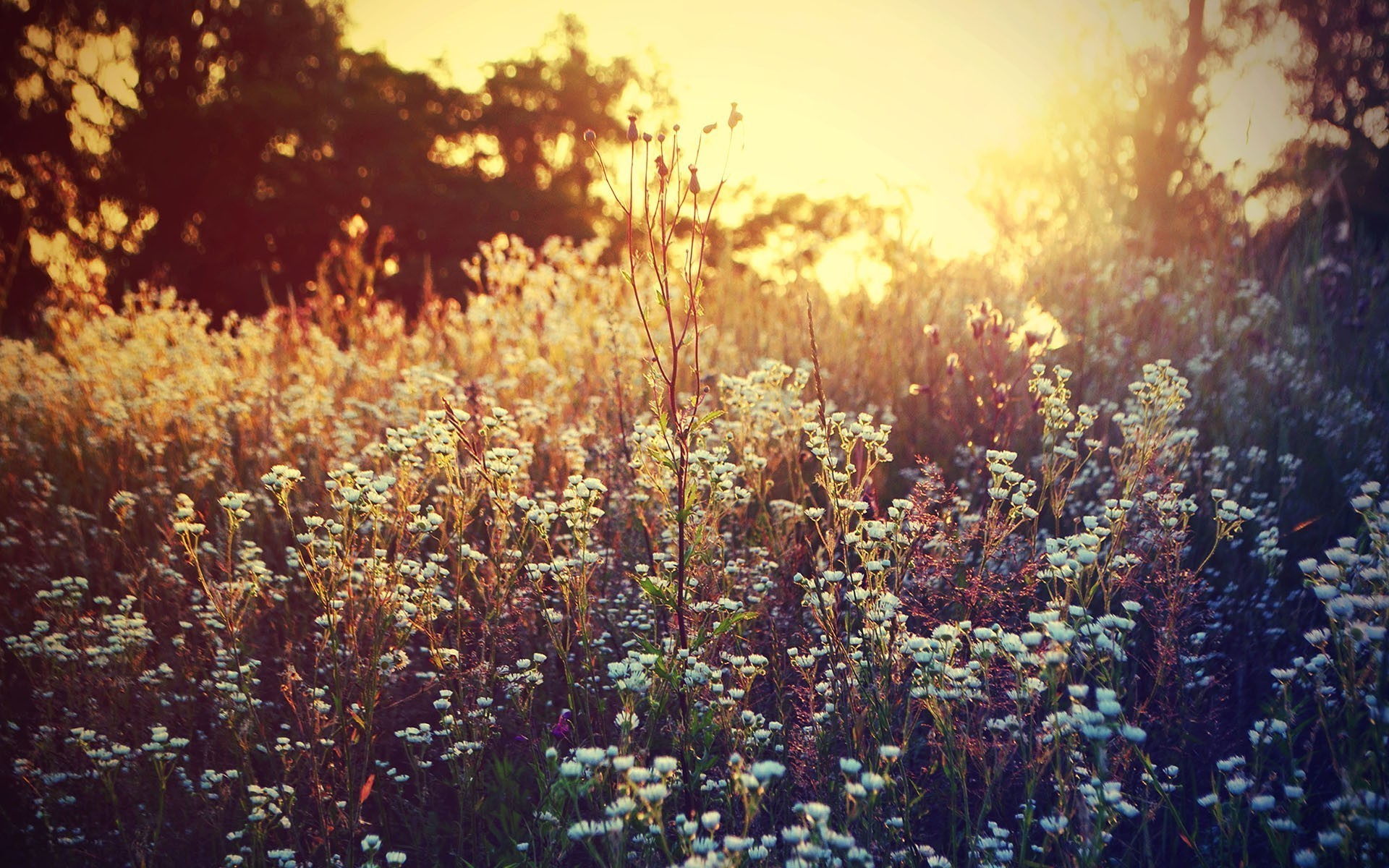 1920x1200 ... Wildflowers in the sunset HD Wallpaper 