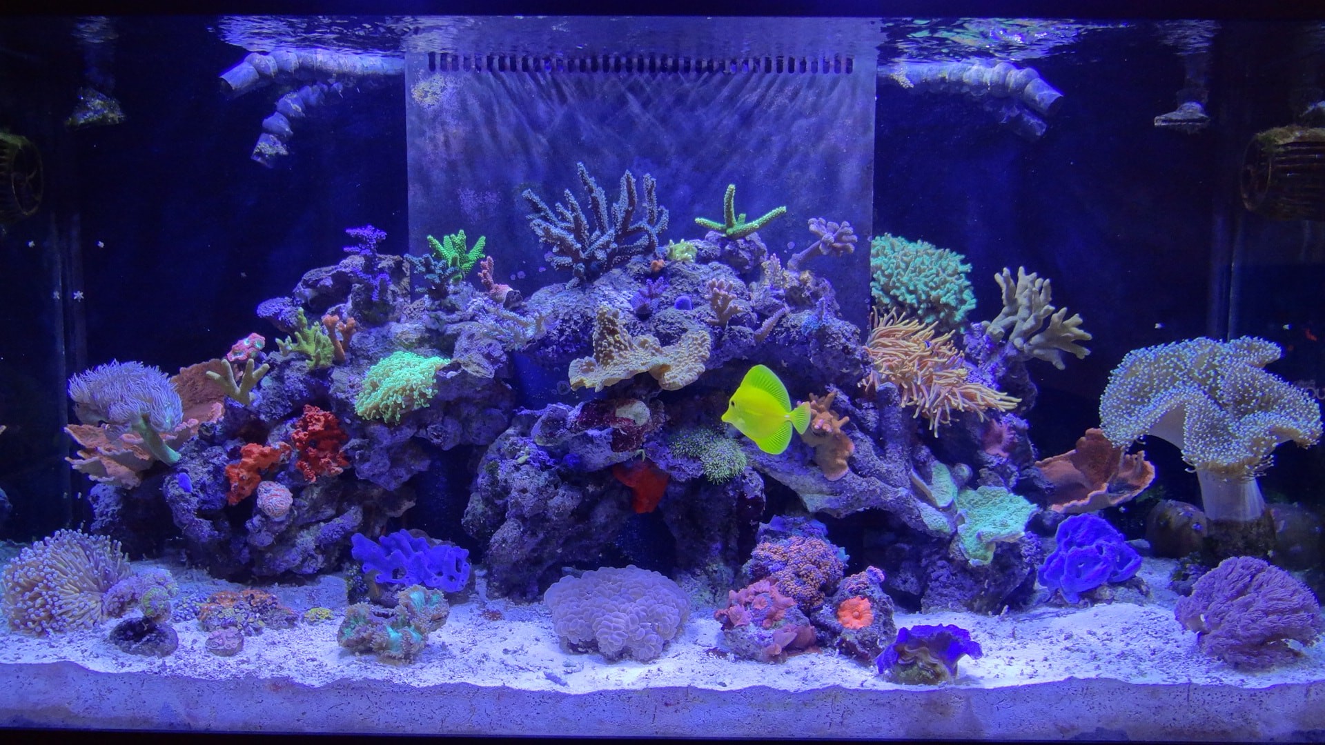 Морской аквариум 250 литров