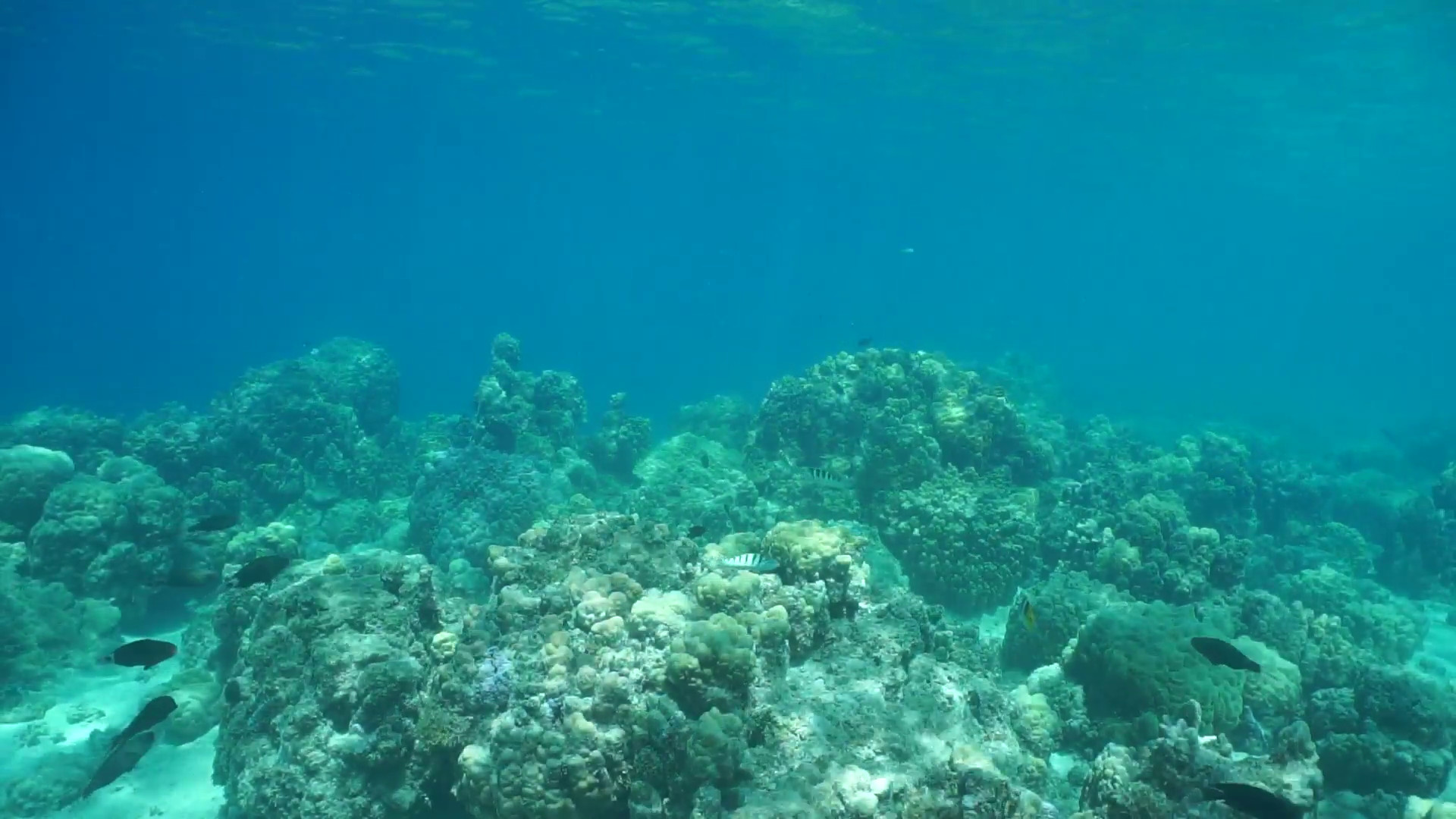 1920x1080 Underwater landscape, stony coral reef on the ocean floor with tropical  fish, lagoon of Huahine island, Pacific ocean, French Polynesia Stock Video  Footage ...