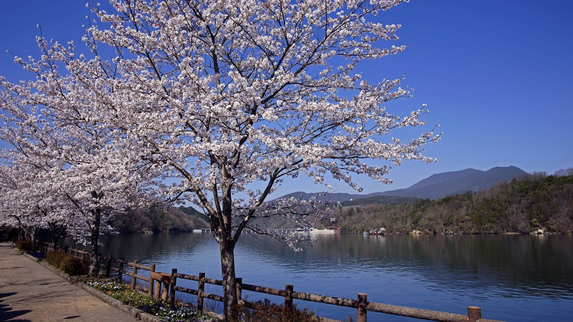 1920x1080 Cherry Blossoms Japanese Flowers Nature Zen Japan Landscape Free Desktop  Background - 1920x1200