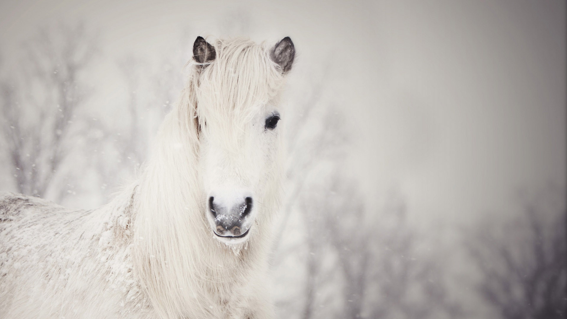 1920x1080 White horse in the snow HD Wallpaper 