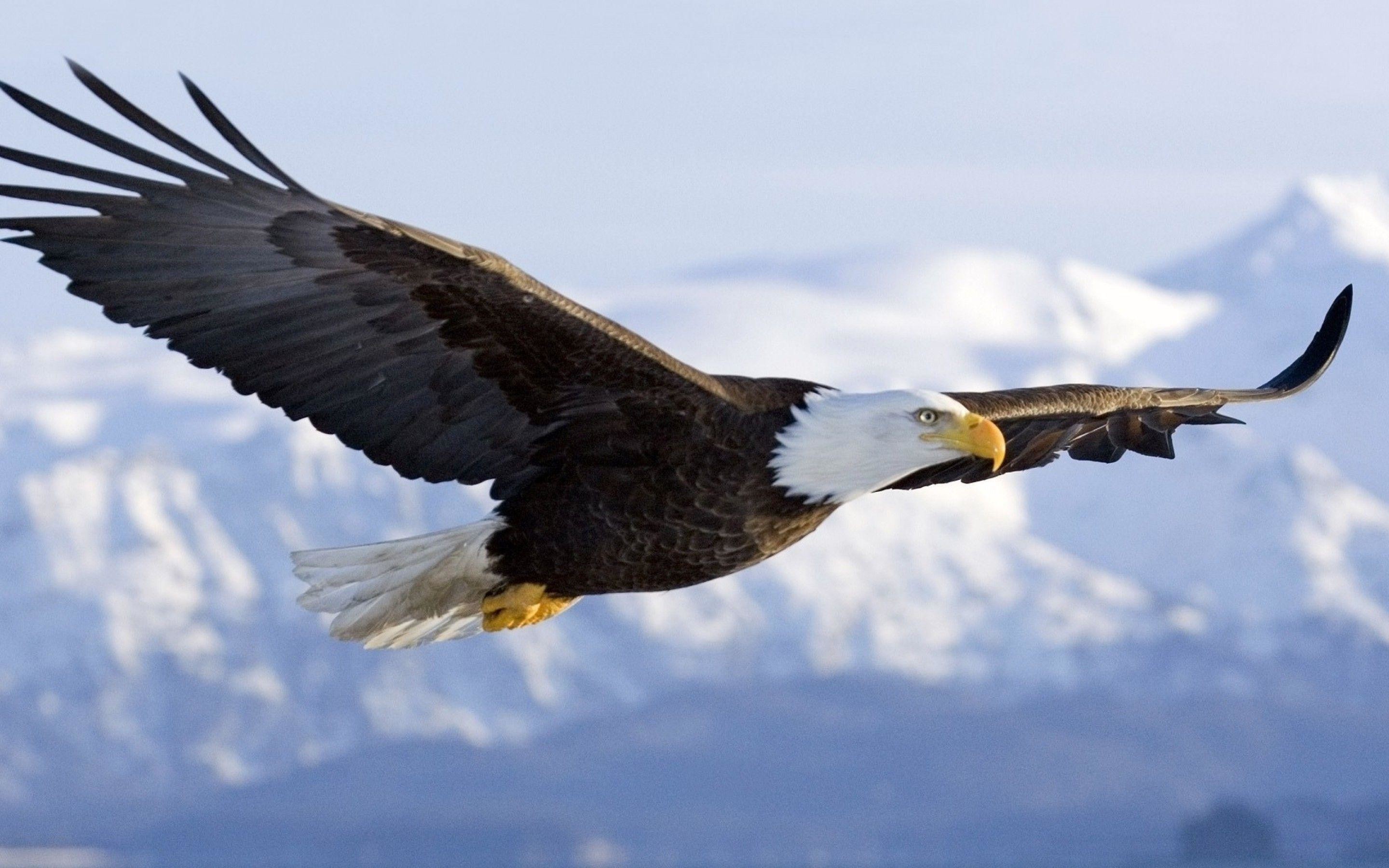 2880x1800 eagle wallpapers | eagle wallpapers