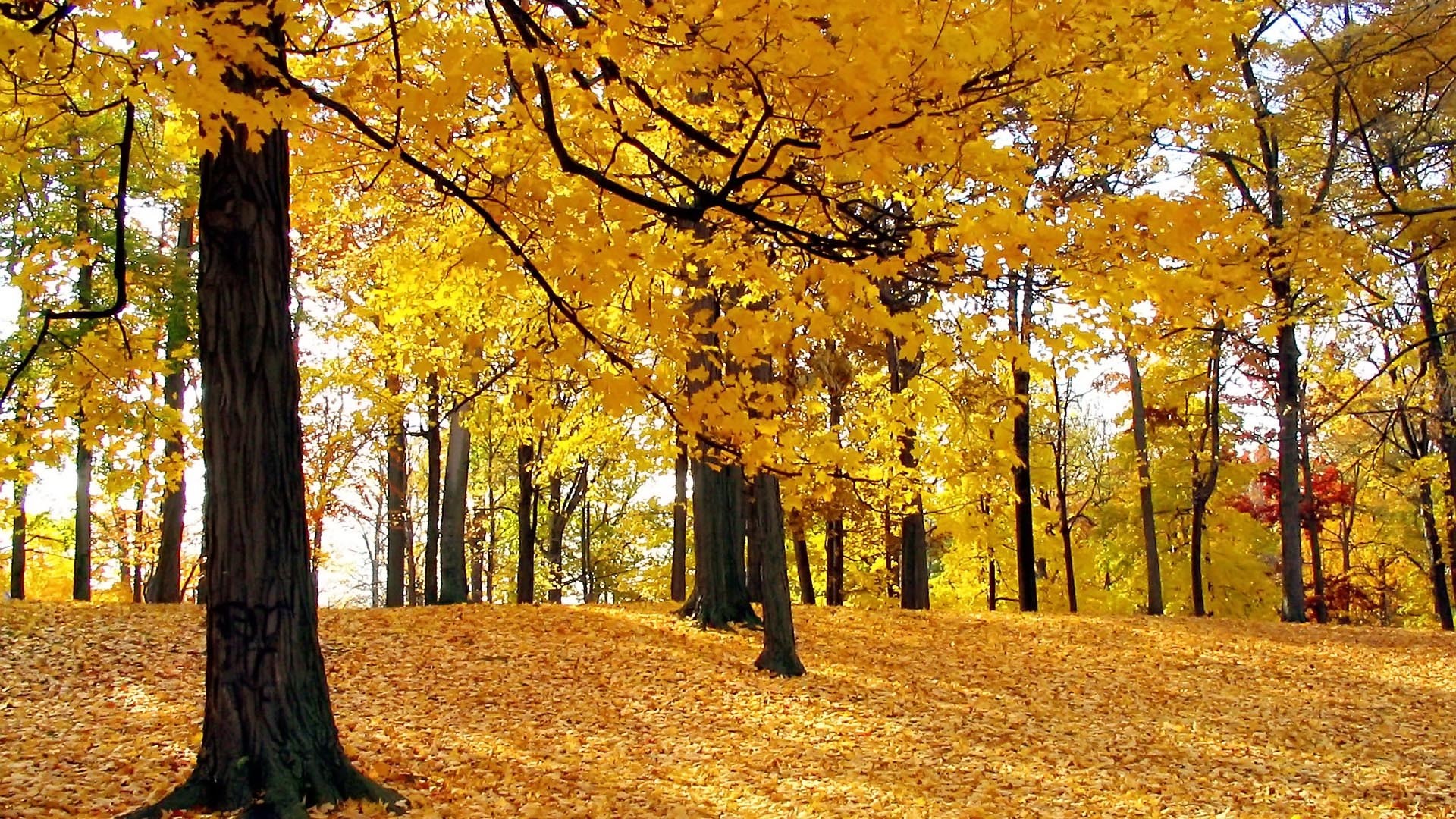 1920x1080 Autumn Trees Wallpapers 1080p Full HD