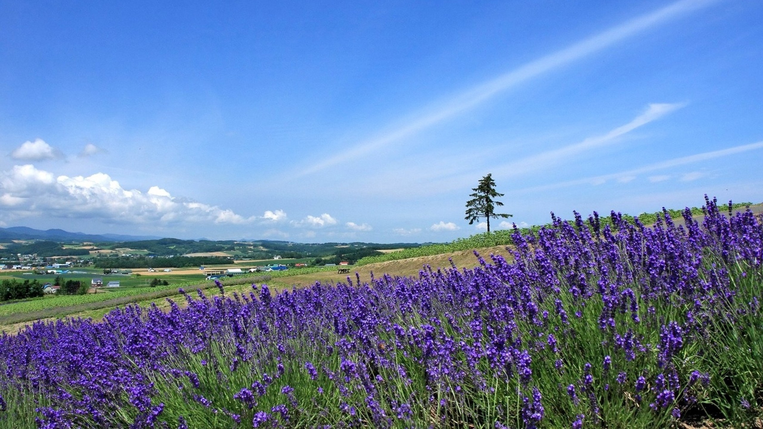 2560x1440 Preview wallpaper lavender, field, slope, tree, sky, horizon 