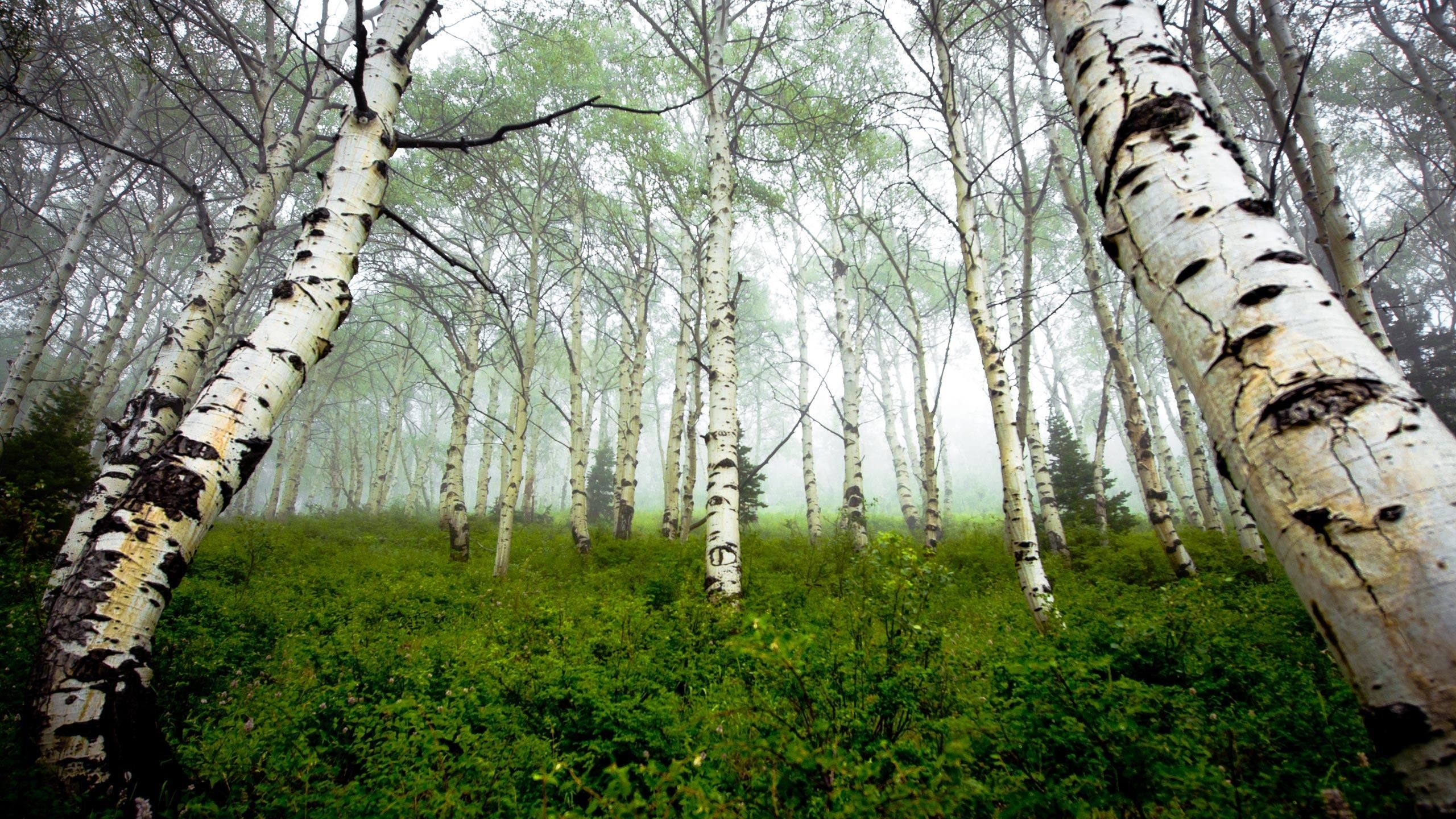 2560x1440 forest woods wallpaper | woods wallpaper background desktop wallpapers  photos 