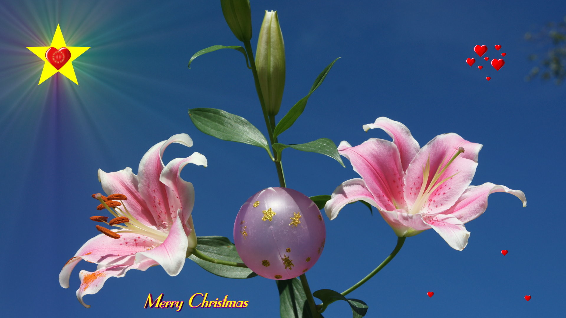 1920x1080 6. christmas-flowers-pictures8-600x338