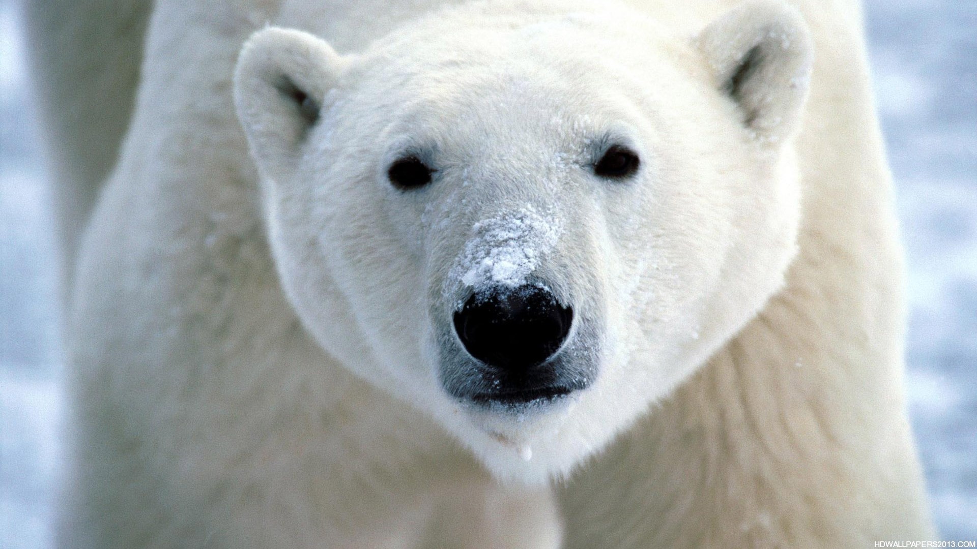 1920x1080 Arctic Polar Bear Wallpaper