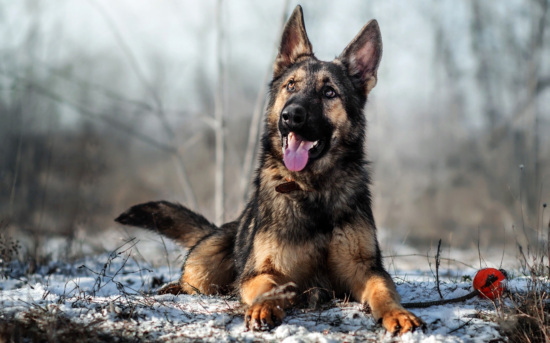 1920x1200 HD Wallpaper Dog, German Shepherd, Pet, Smile
