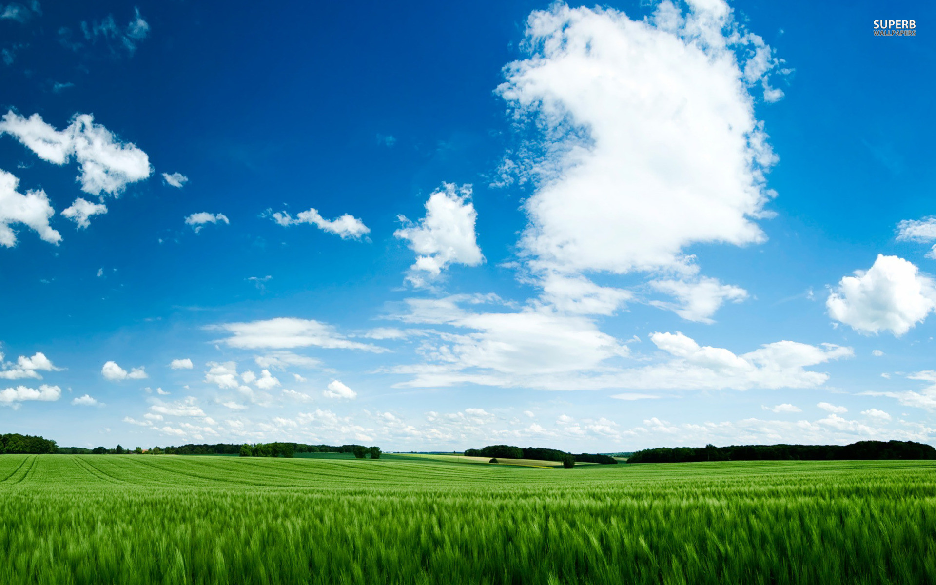 1920x1200 Grass Green Wheat Field & Sky wallpapers and stock photos