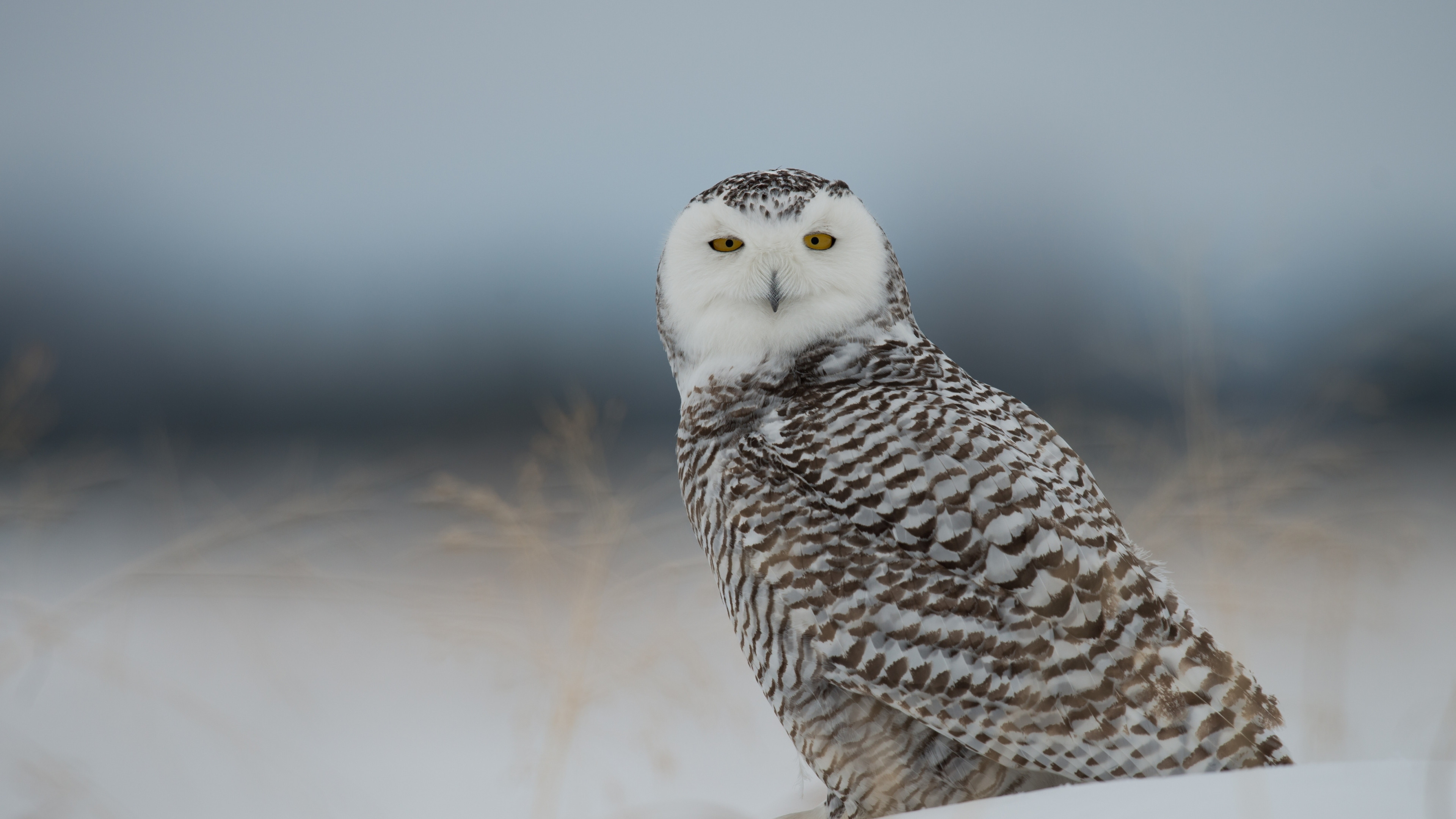 3840x2160  Wallpaper snowy owl, owl, predator, bird, snow