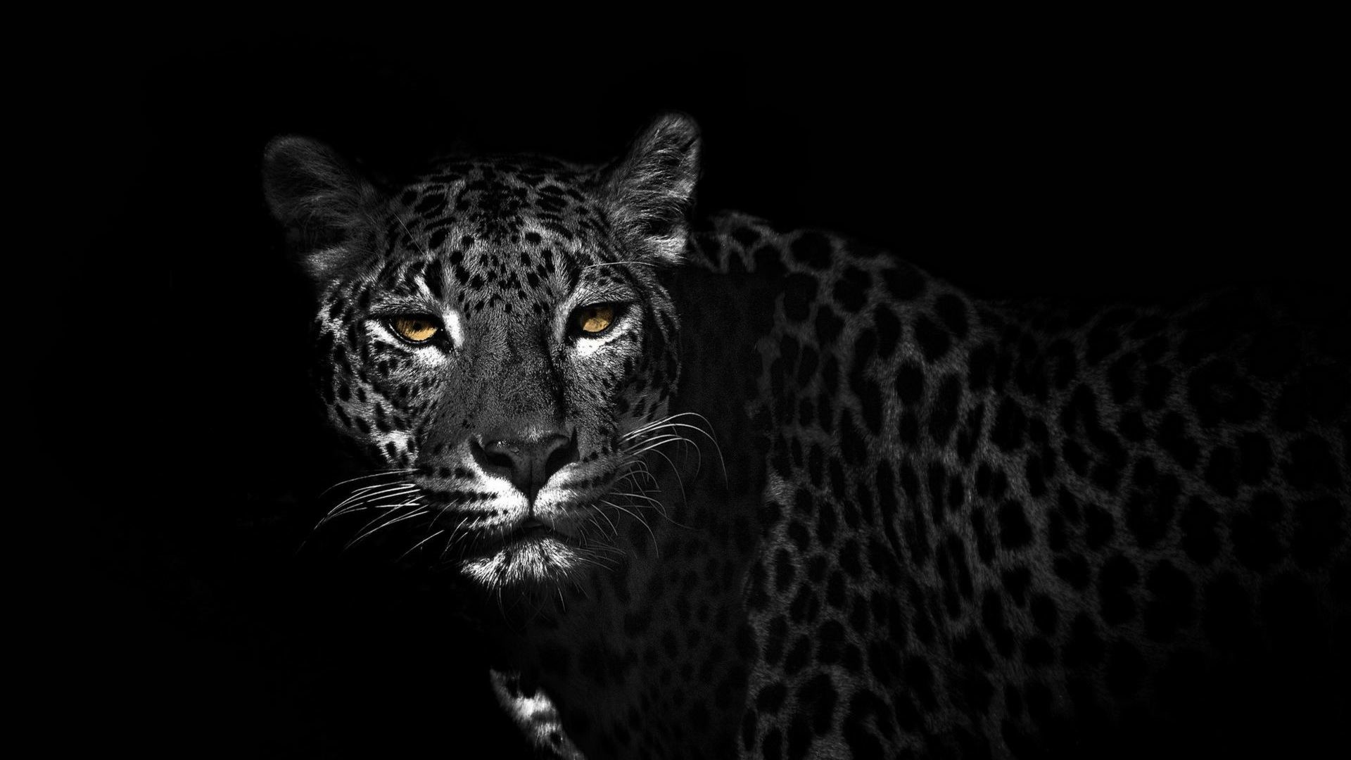1920x1080 Leopard HD Wallpaper  Leopard ...