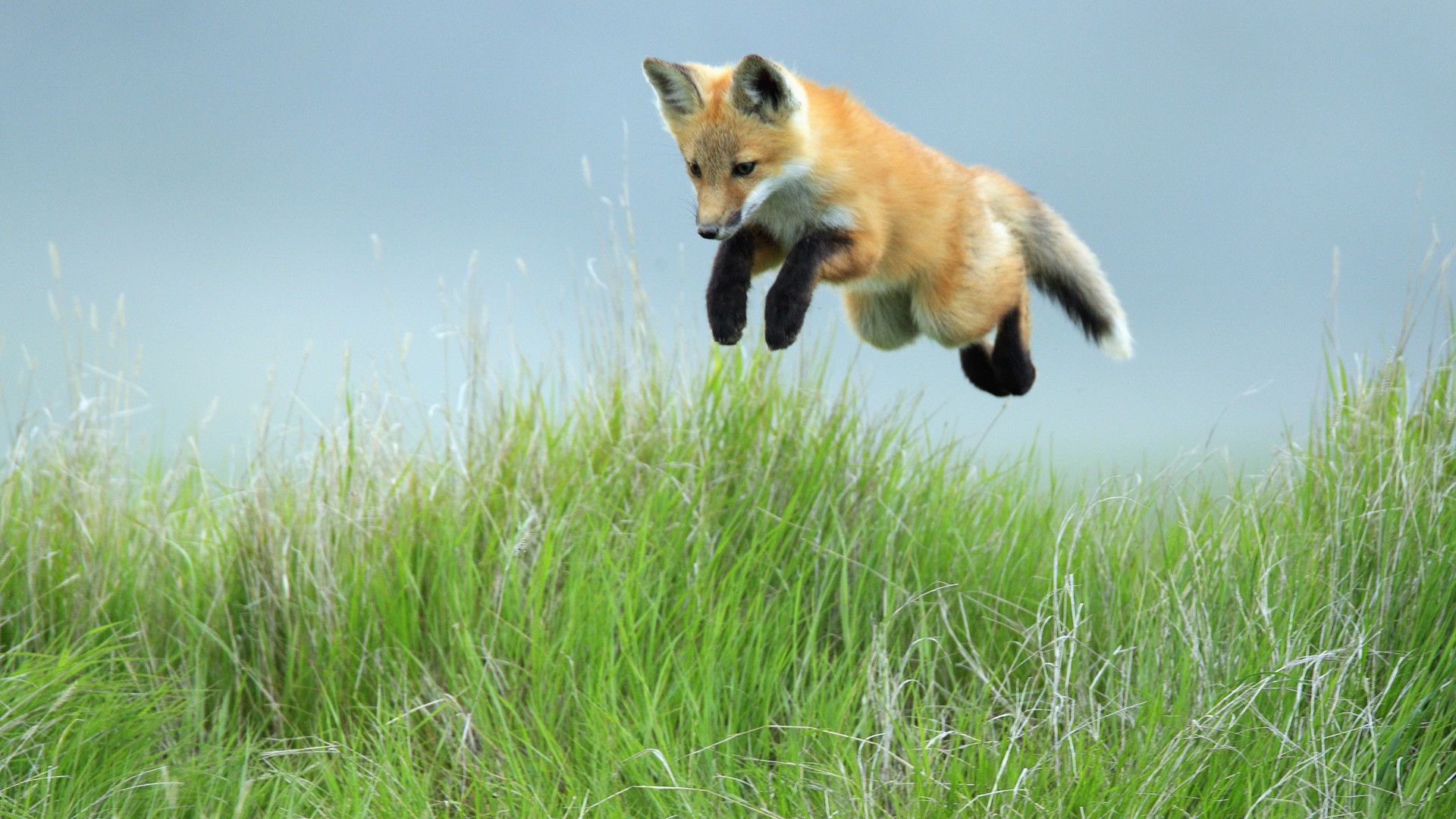 1920x1080 Foxes Leaping Red Fox Pup, Saskatchewan Animals Wallpapers and photos