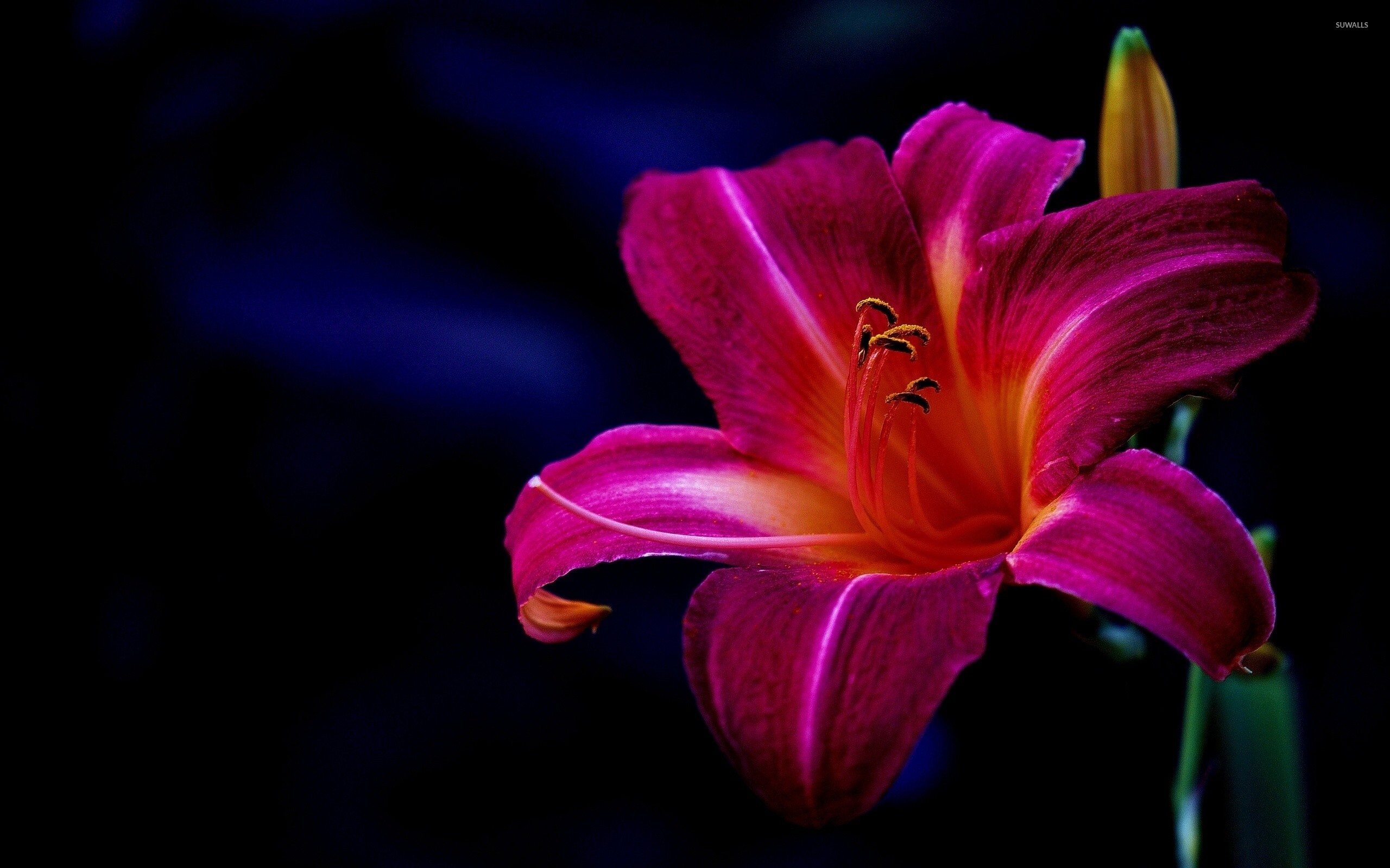 2560x1600 Purple lily wallpaper  jpg