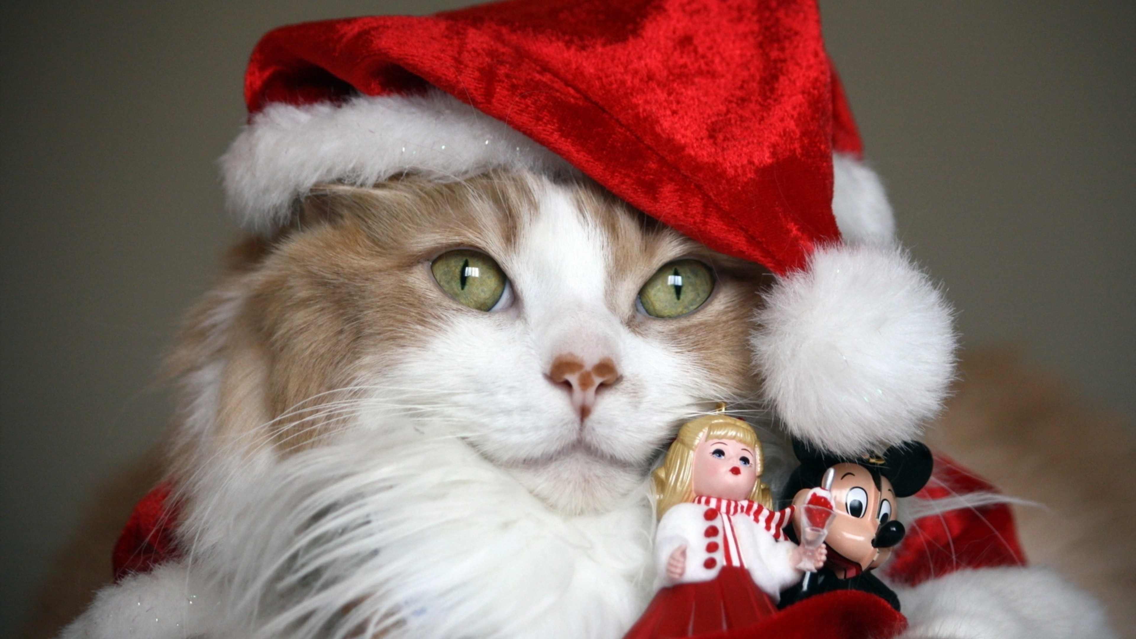 3840x2160  Wallpaper cat, christmas costume, toys, holiday