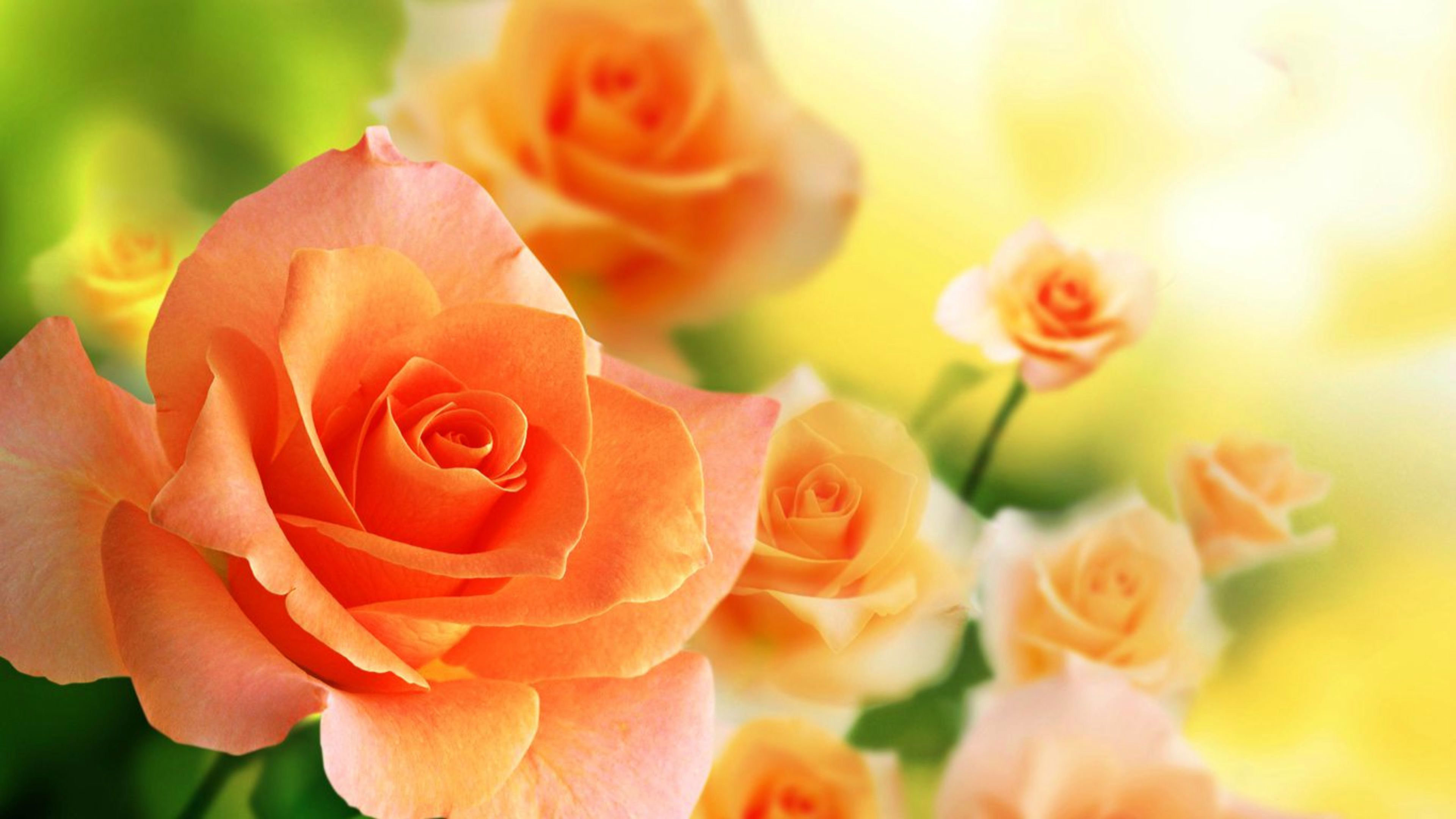 rose flower wallpapers