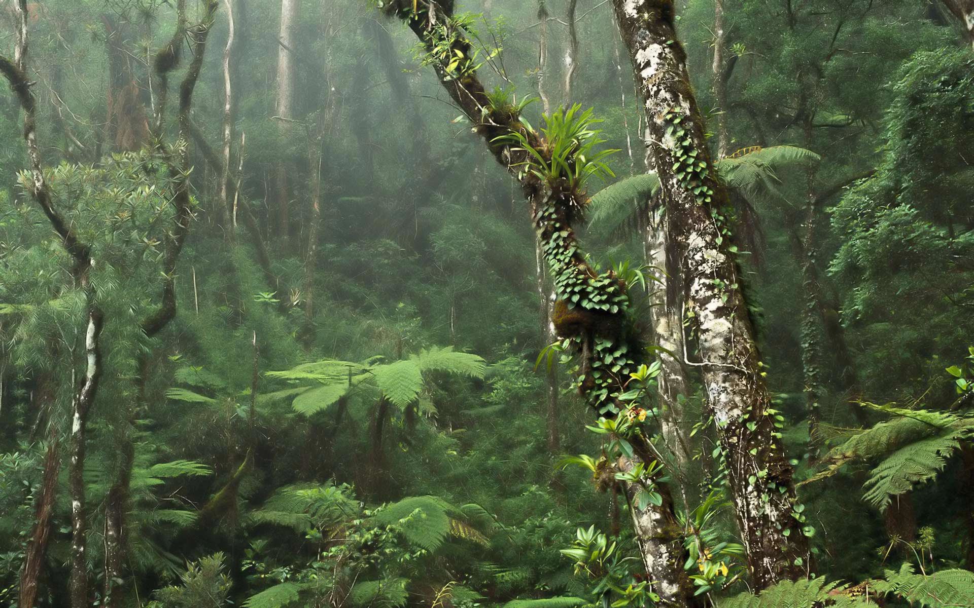 1920x1200 Rainforest Wallpapers