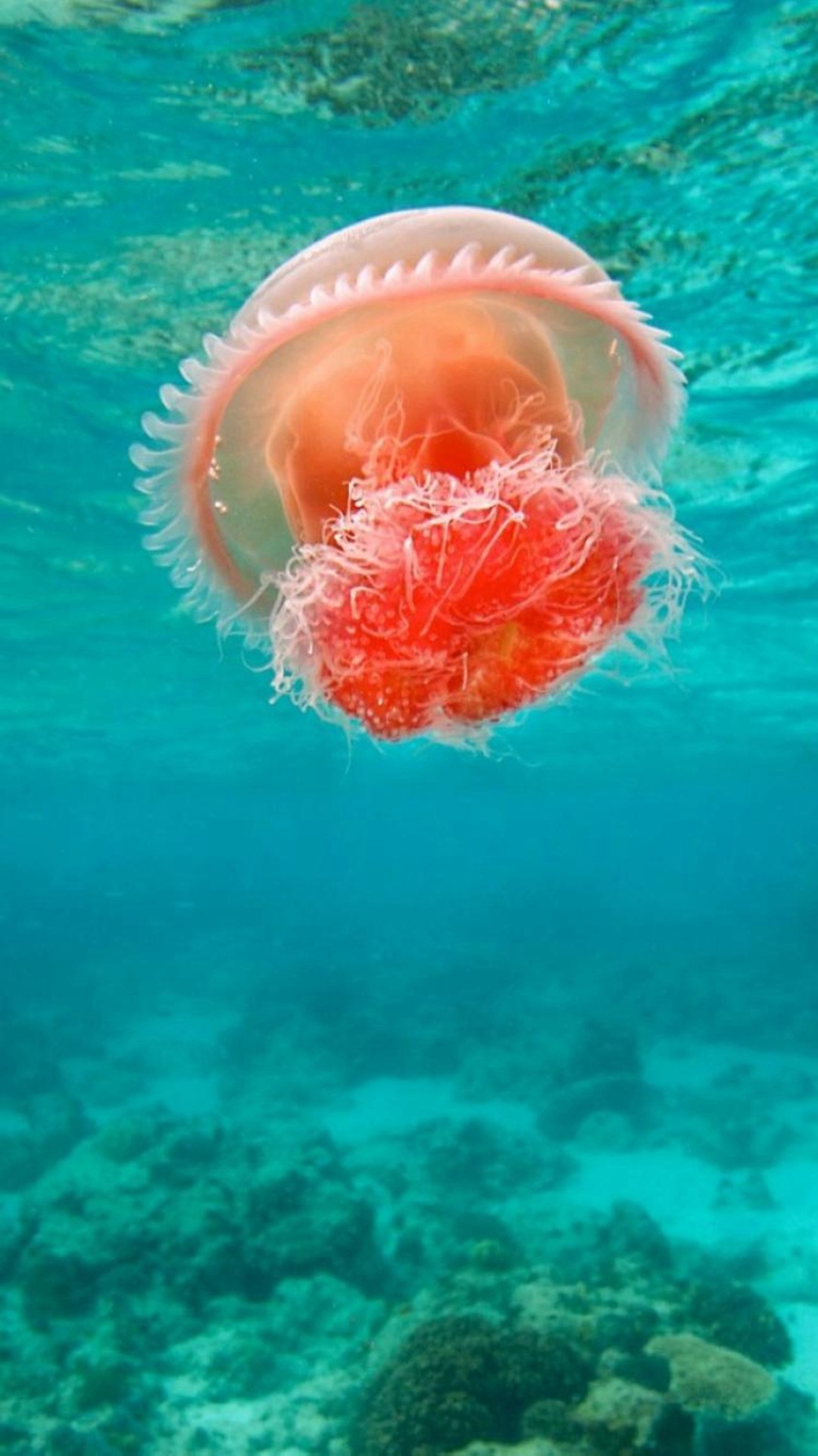 1080x1920 Wonderful Undersea Ocean Beautiful Jellyfish #iPhone #6 #plus #wallpaper