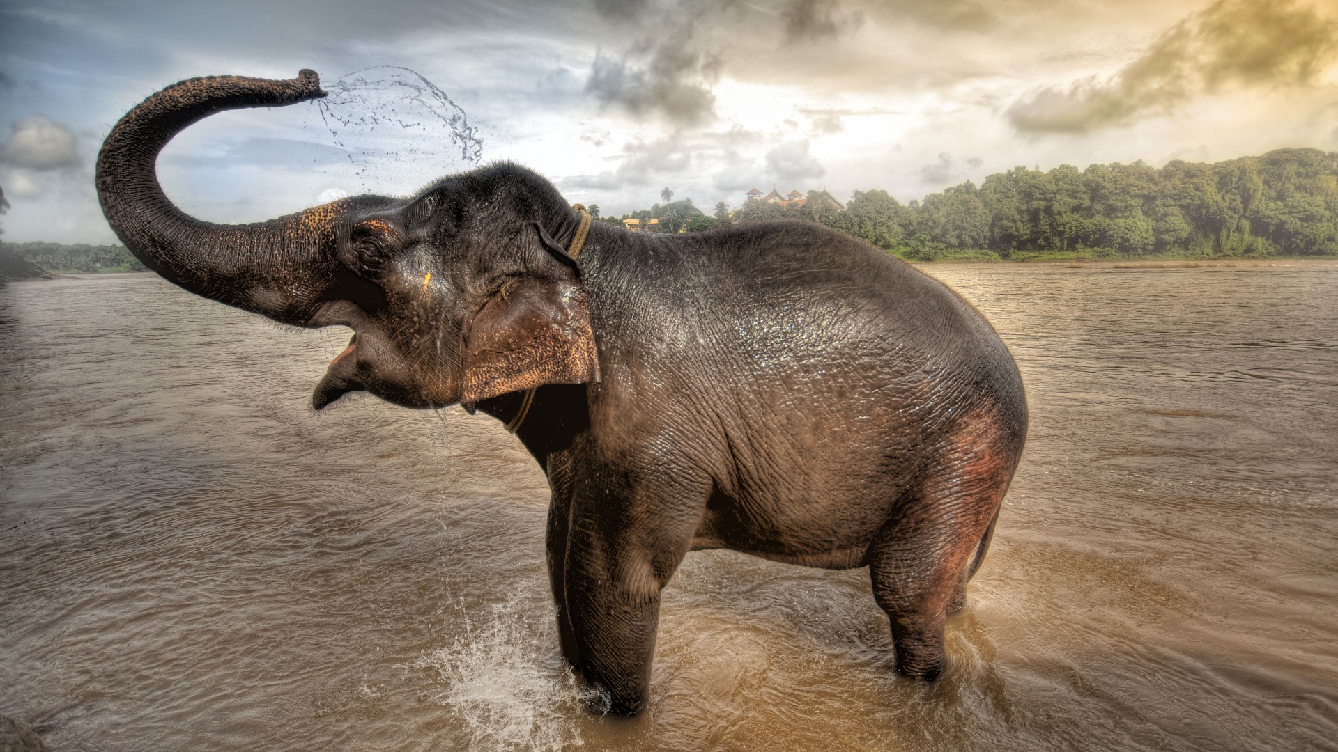 Elephants, Tree, Animal, African Bush Elephant, HD wallpaper | Peakpx