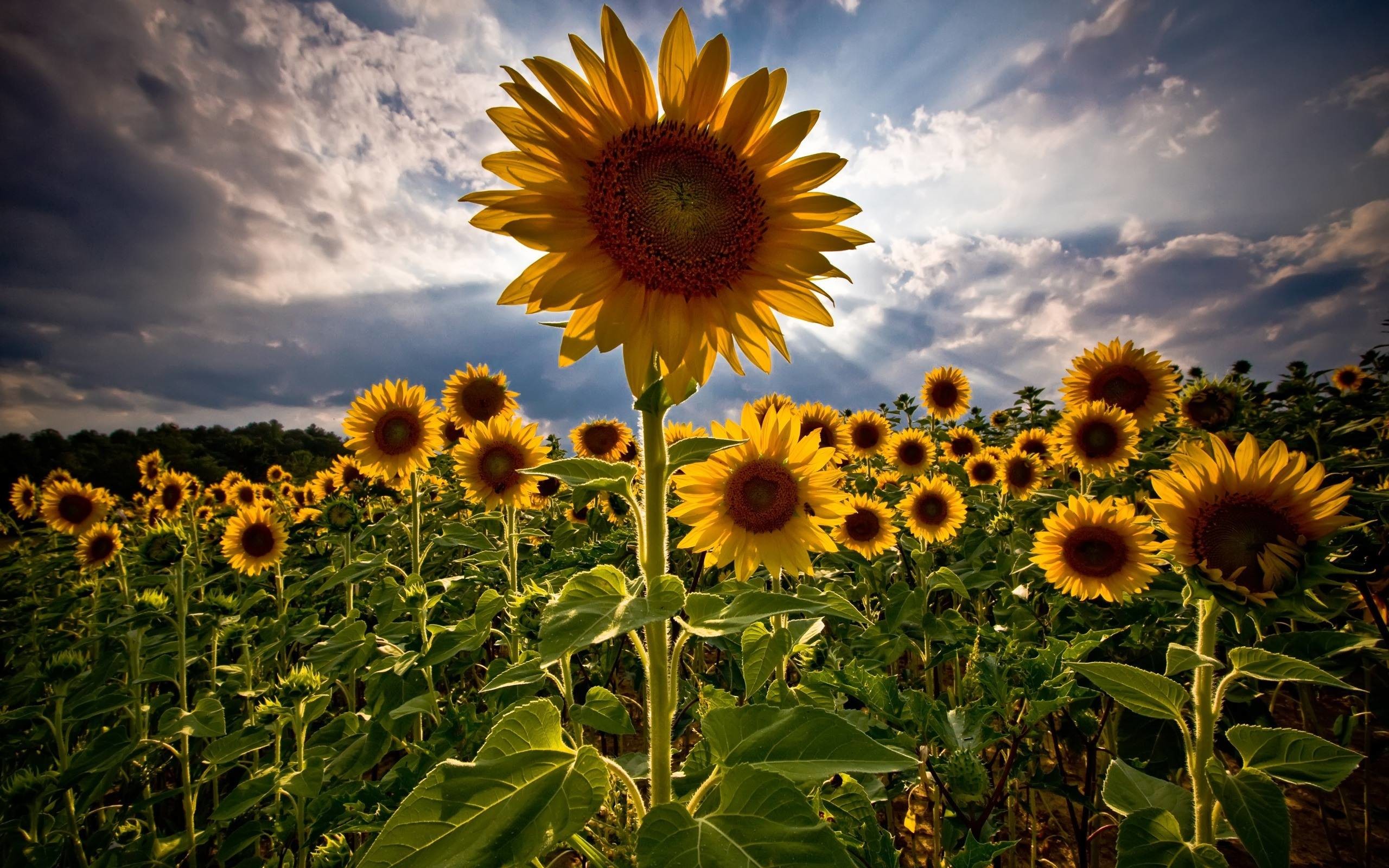 2560x1600 Unusual Sunflower Screensavers Free