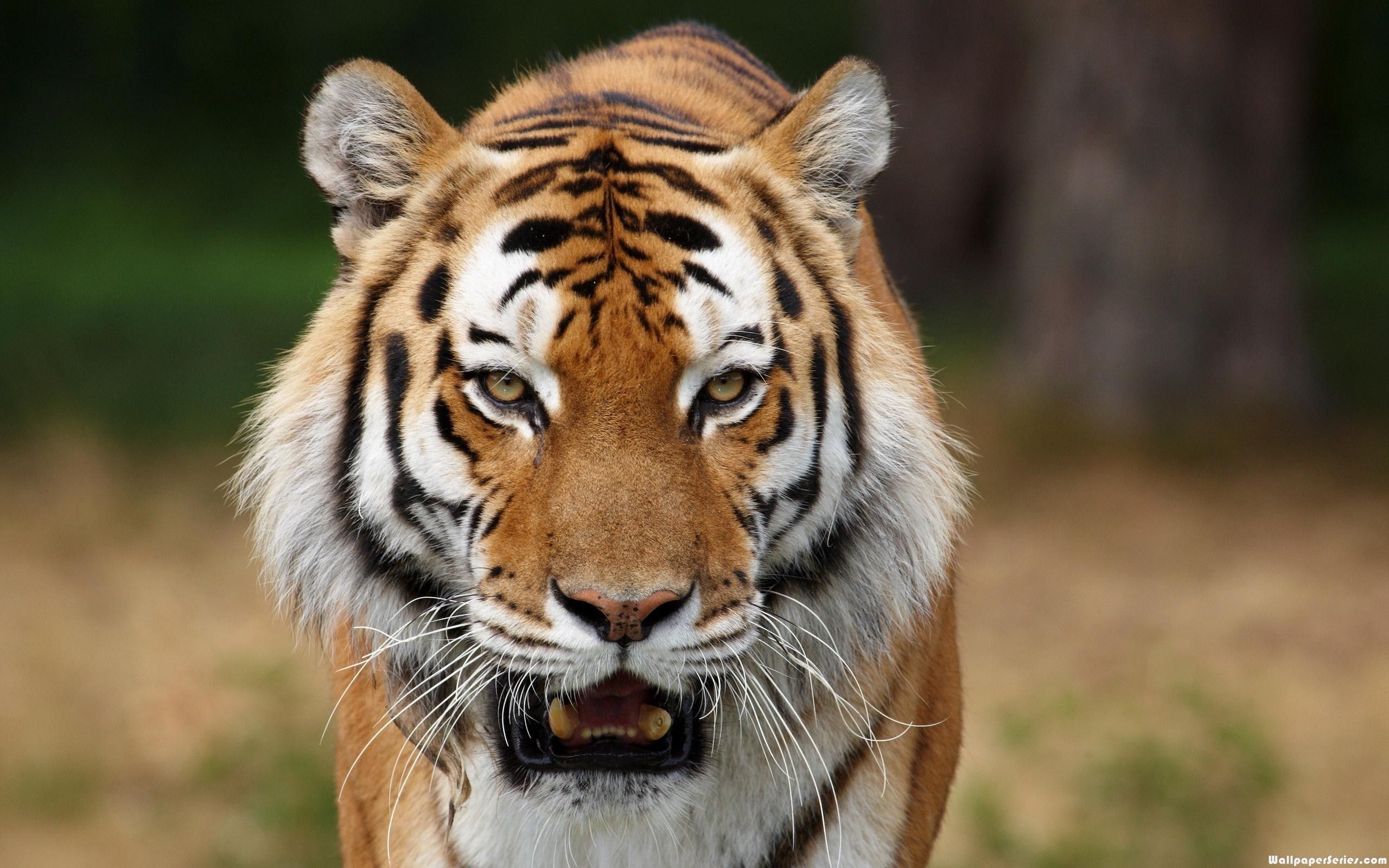 2560x1600 Angry tiger wallpaper