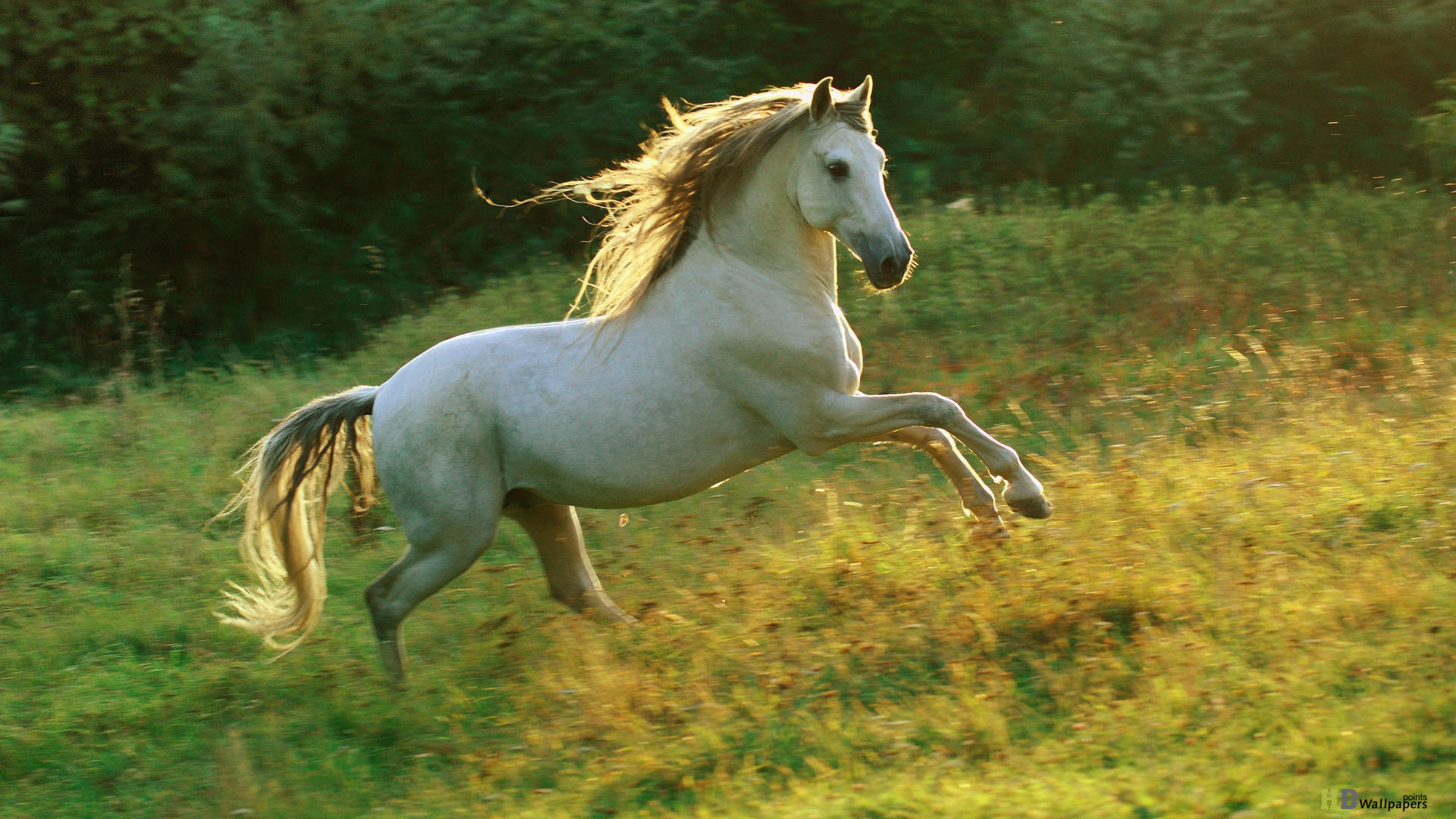 1920x1080 Running-Horse-wallpaper-hd-1080p.jpg 1,920Ã1,080 pixels