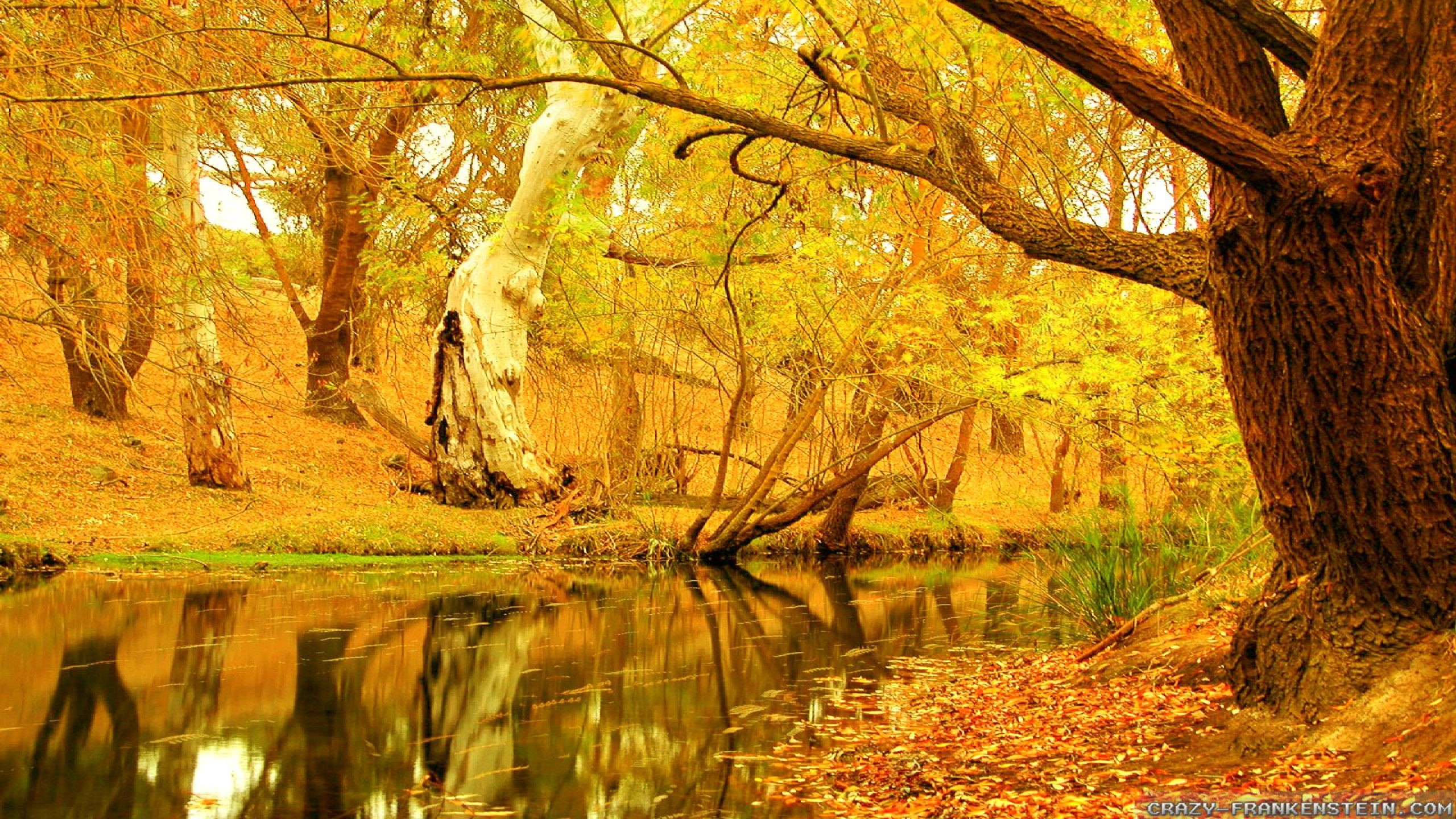 2560x1440 Autumn Trees Wallpapers Wide Widewallpapers