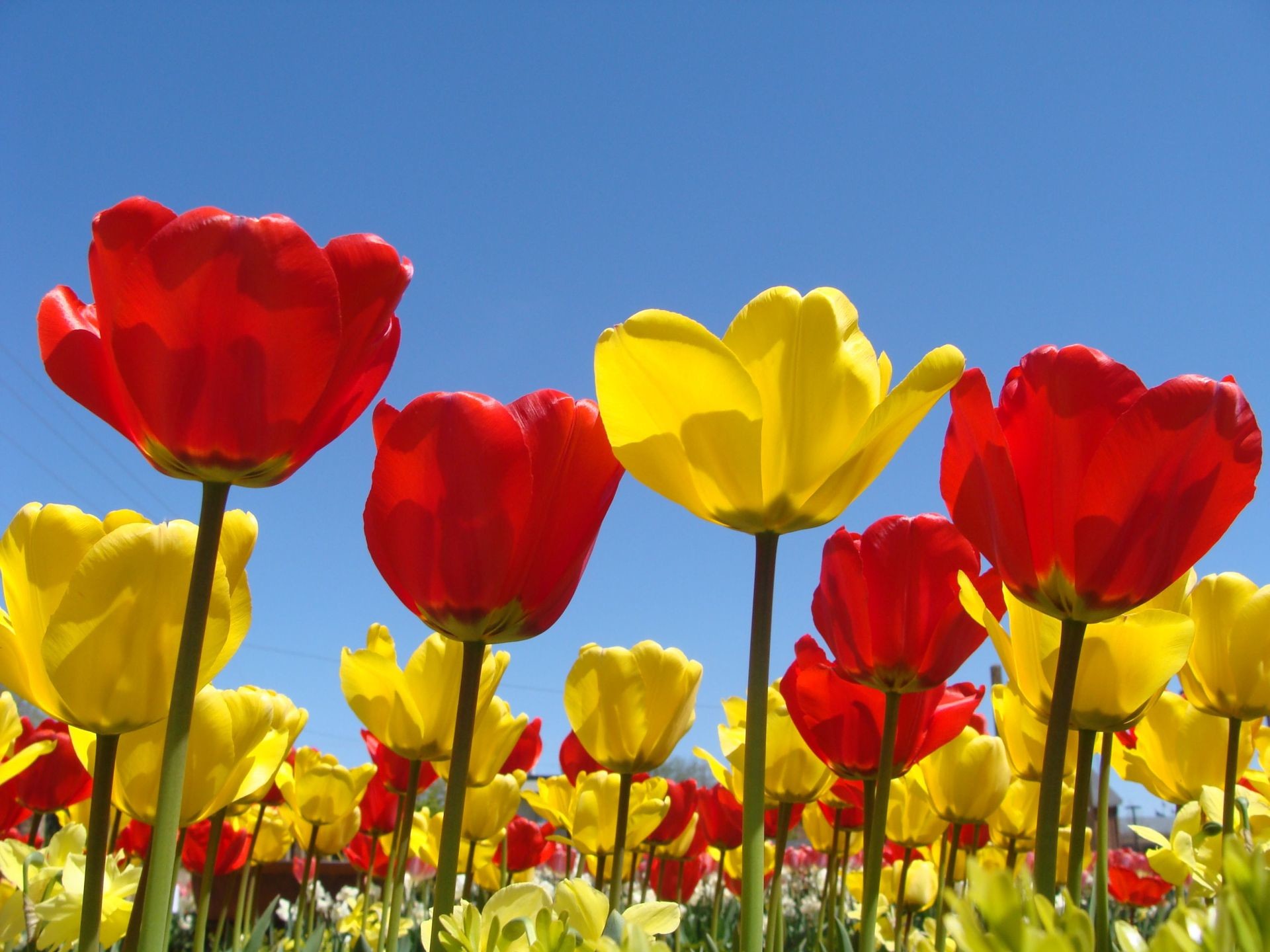 1920x1440 Spring Flowers Background | Spring Flowers Wallpapers in Red, Yellow for  Desktop Backgrounds