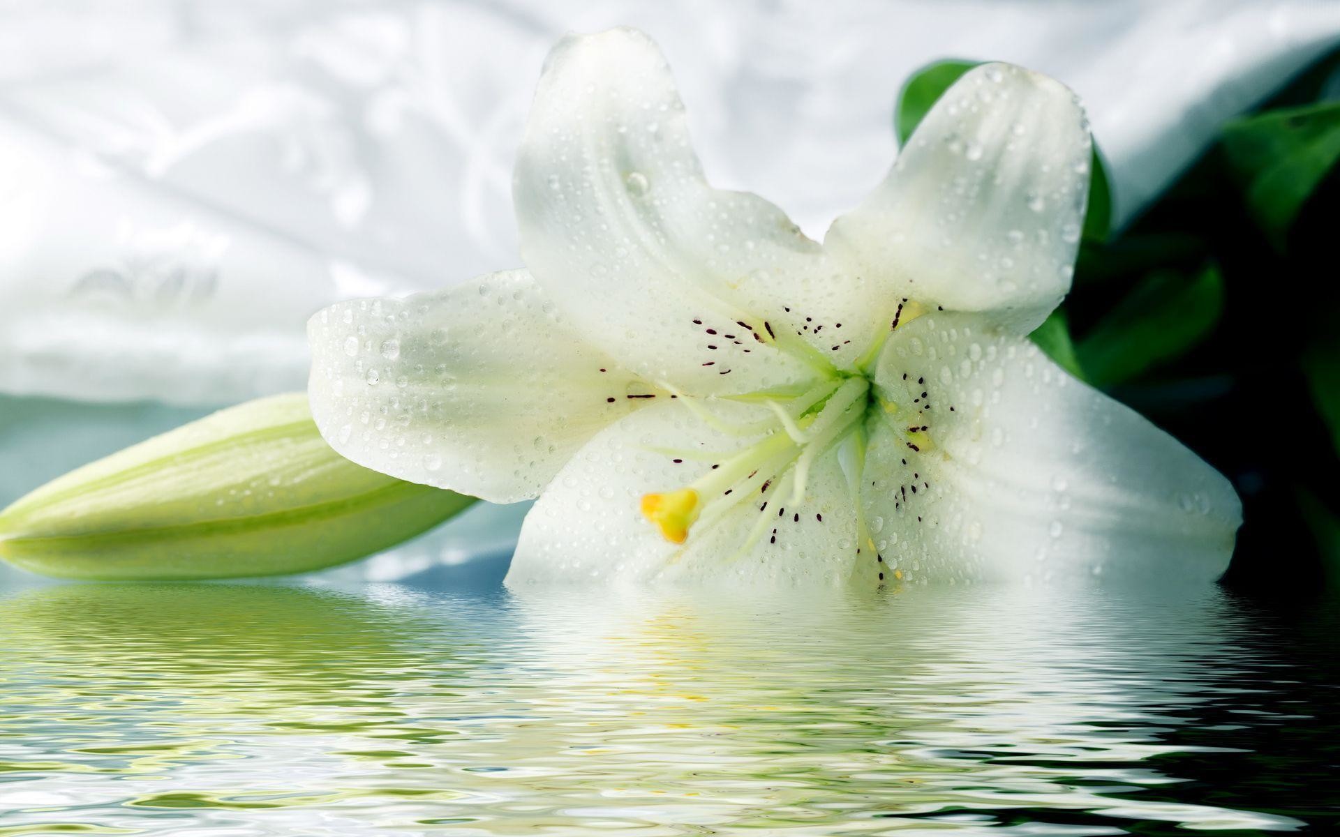 1920x1200 Lily Wallpapers - Wallpaper Cave