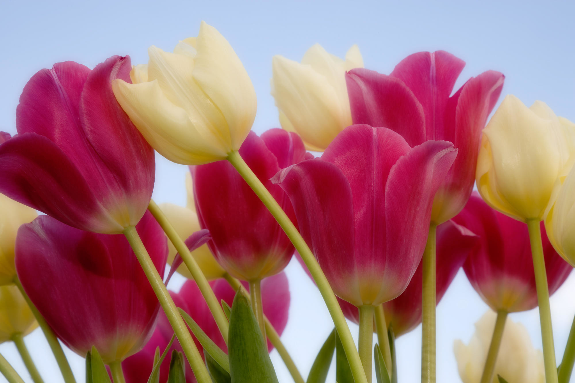 2000x1333 Yellow-And-Pink-Tulips-flowers-wallpaper