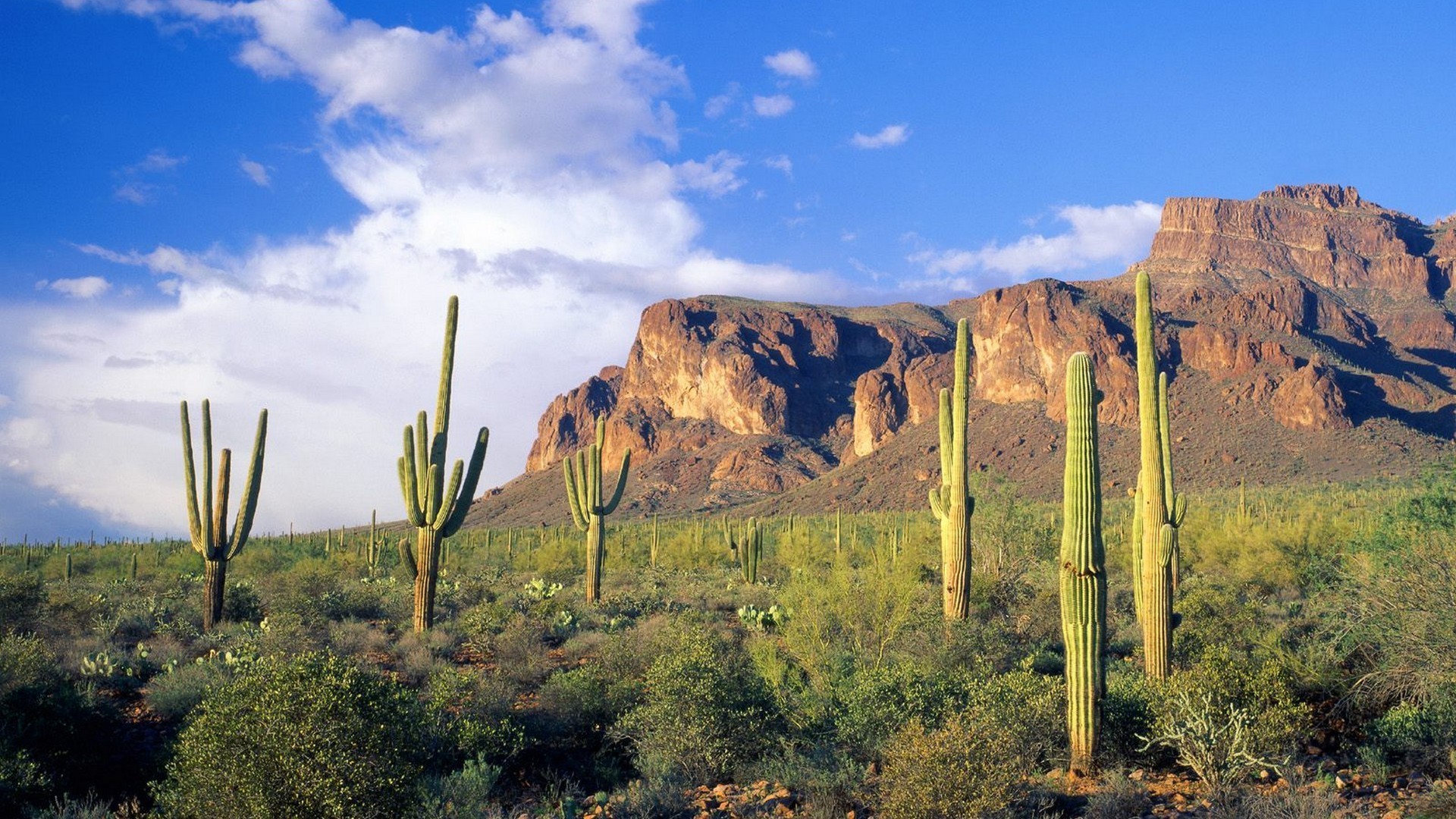 1920x1080 landscapes forests Arizona national cactus Tonto wallpaper background .