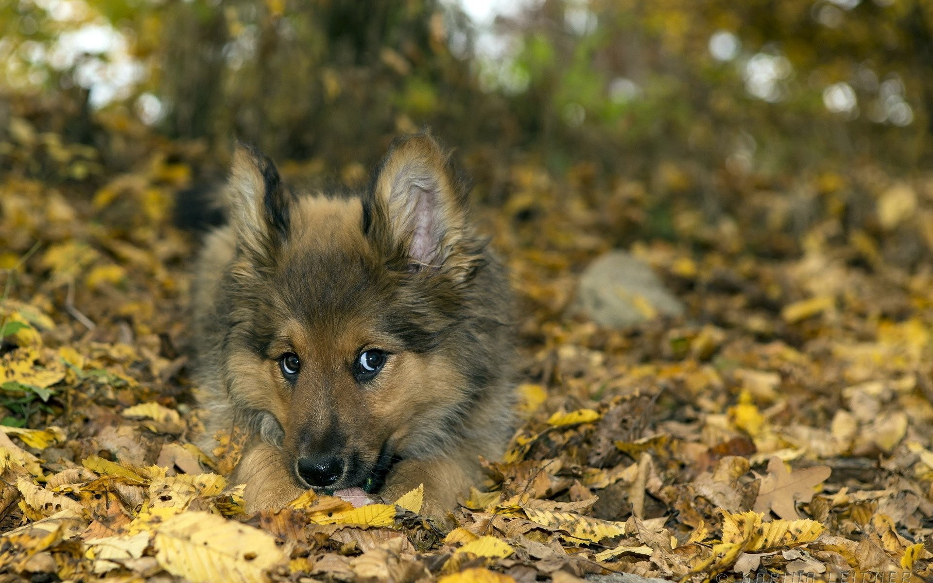 1920x1200 Animals Leaves Nature Dog Autumn Puppy Baby Hd Wallpaper Animal - 
