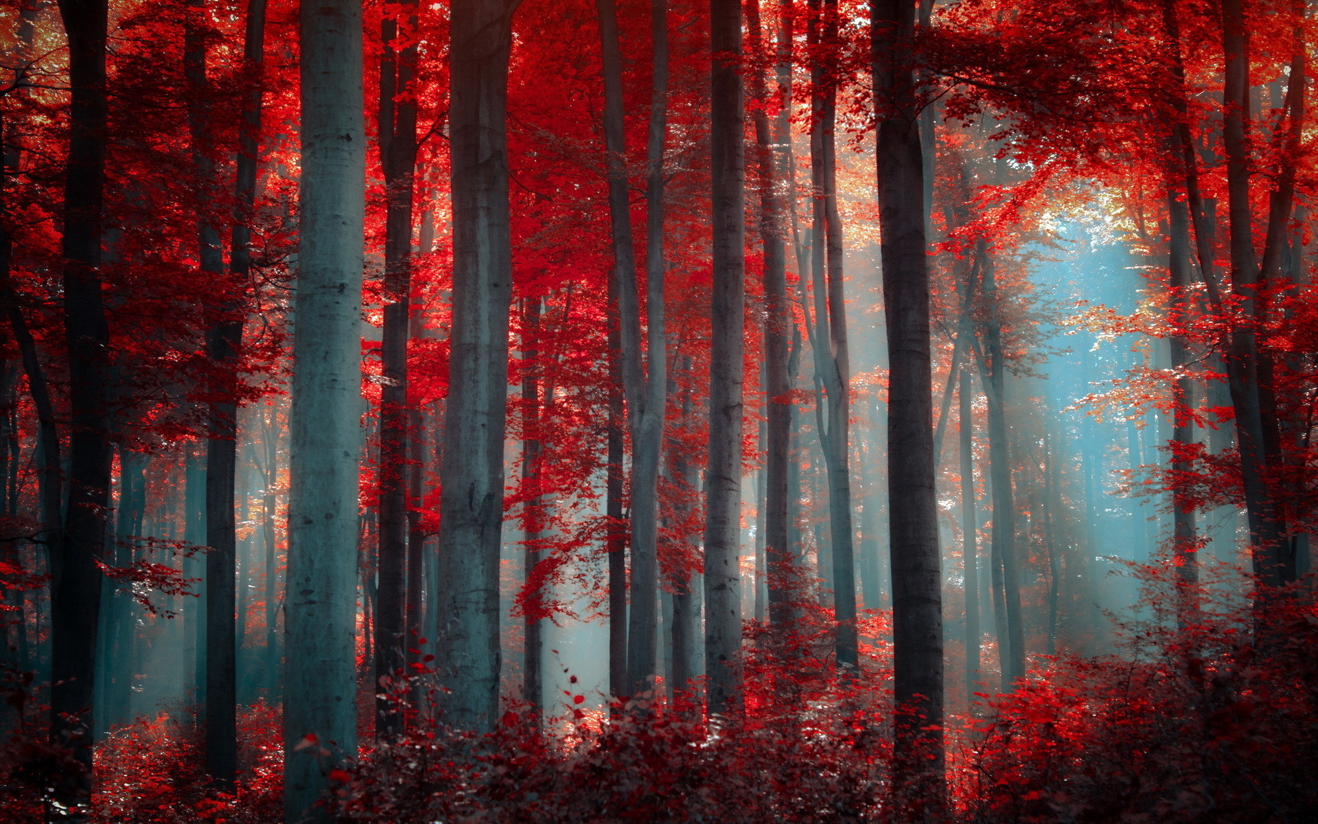 1920x1200 Enchanted Forest Background