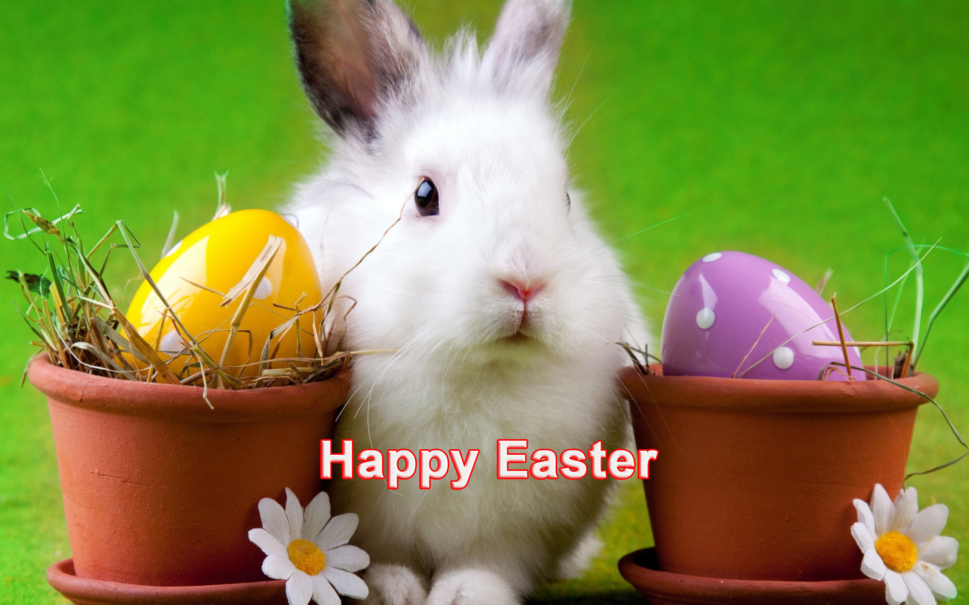1920x1200  Happy Easter cute white bunny hd desktop wallpapers ,hd ,images