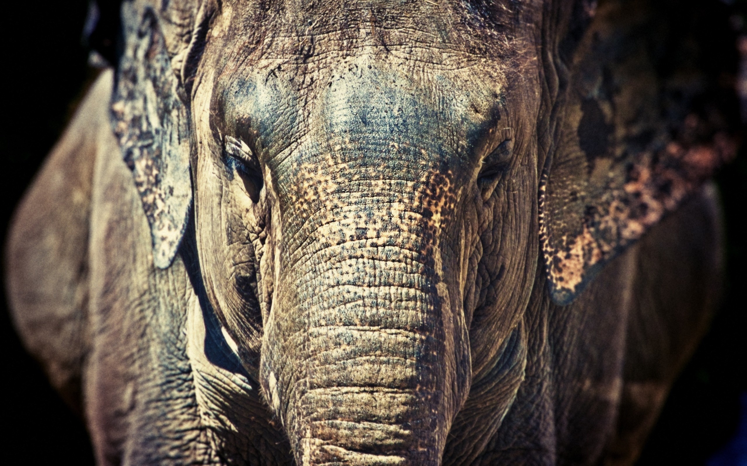 2560x1600 wallpaper.wiki-Elephant-close-up-hd-wallpaper-PIC-
