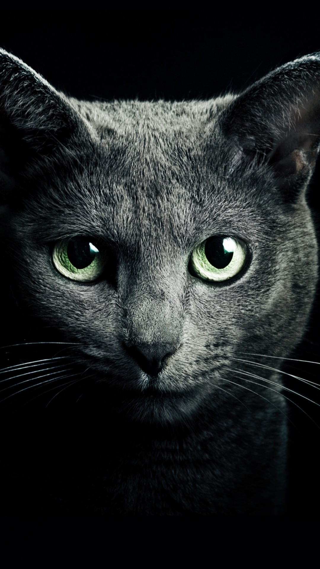 1080x1920 Preview wallpaper cat, black, breed, russian, blue eyes, green eyes,