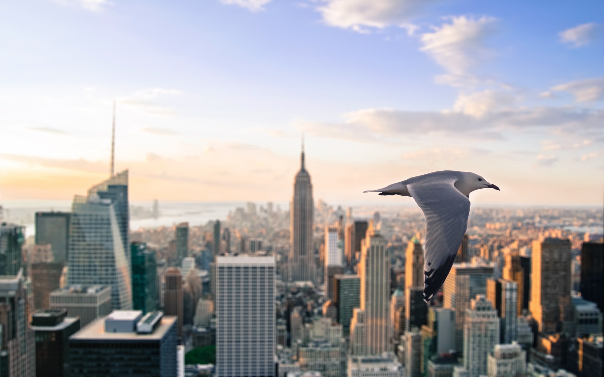 1920x1200 New-york-city-seagull