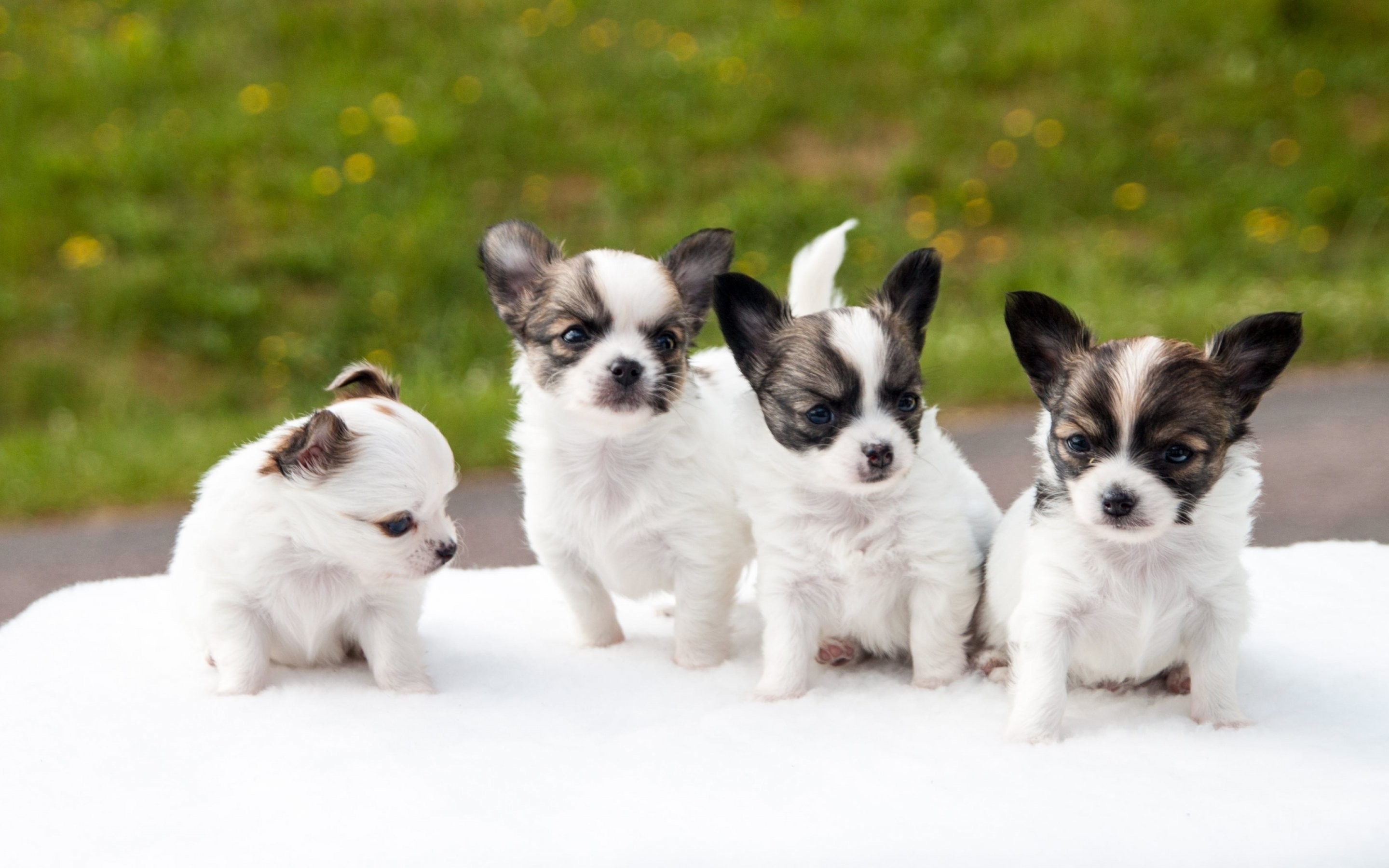 2880x1800 dog, Dogs, Puppy, Baby, Puppies, Sg Wallpapers HD / Desktop and Mobile  Backgrounds
