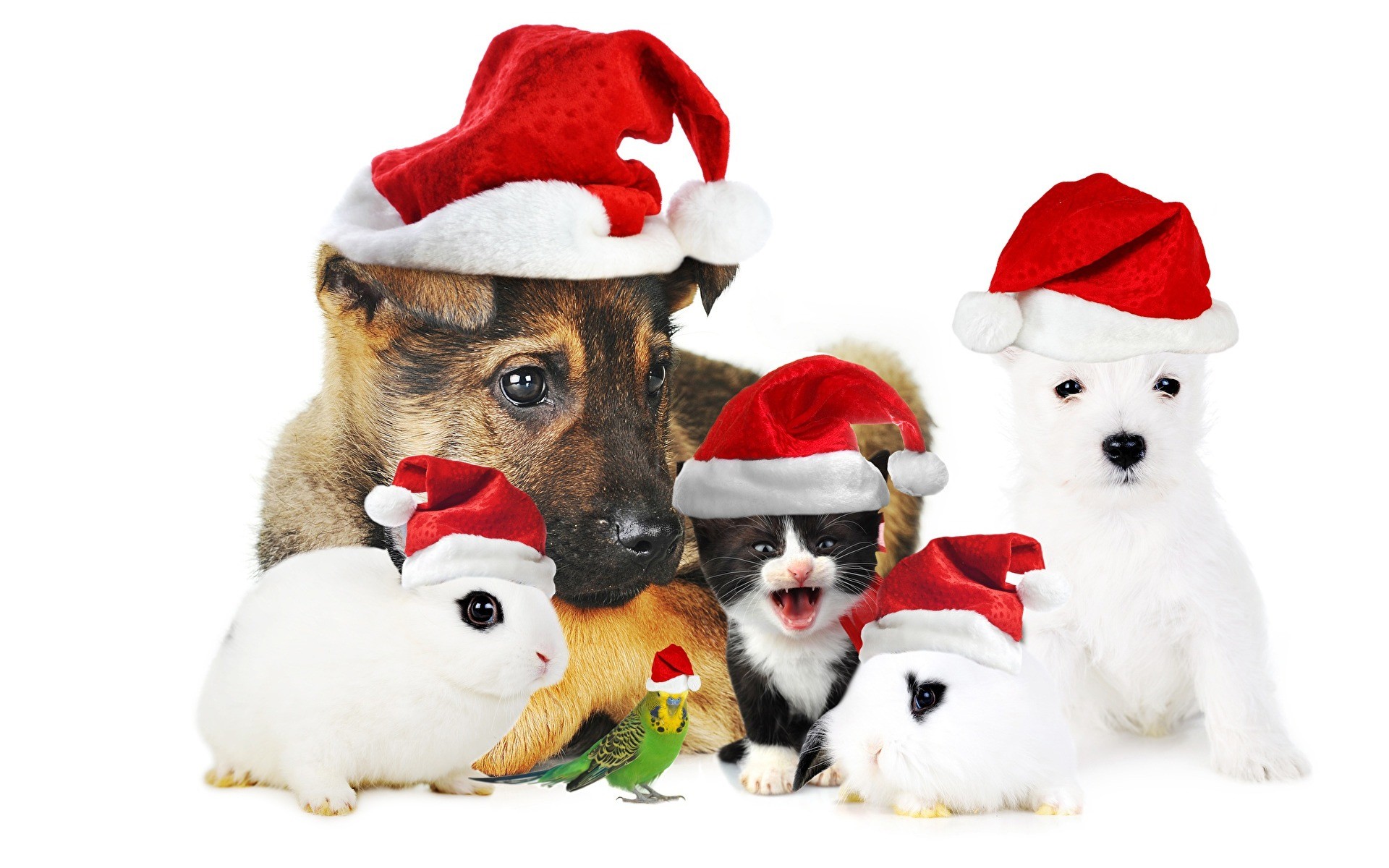 1920x1200 Christmas, cute animals, New Year, puppy, German Shepherd, dog, parrot