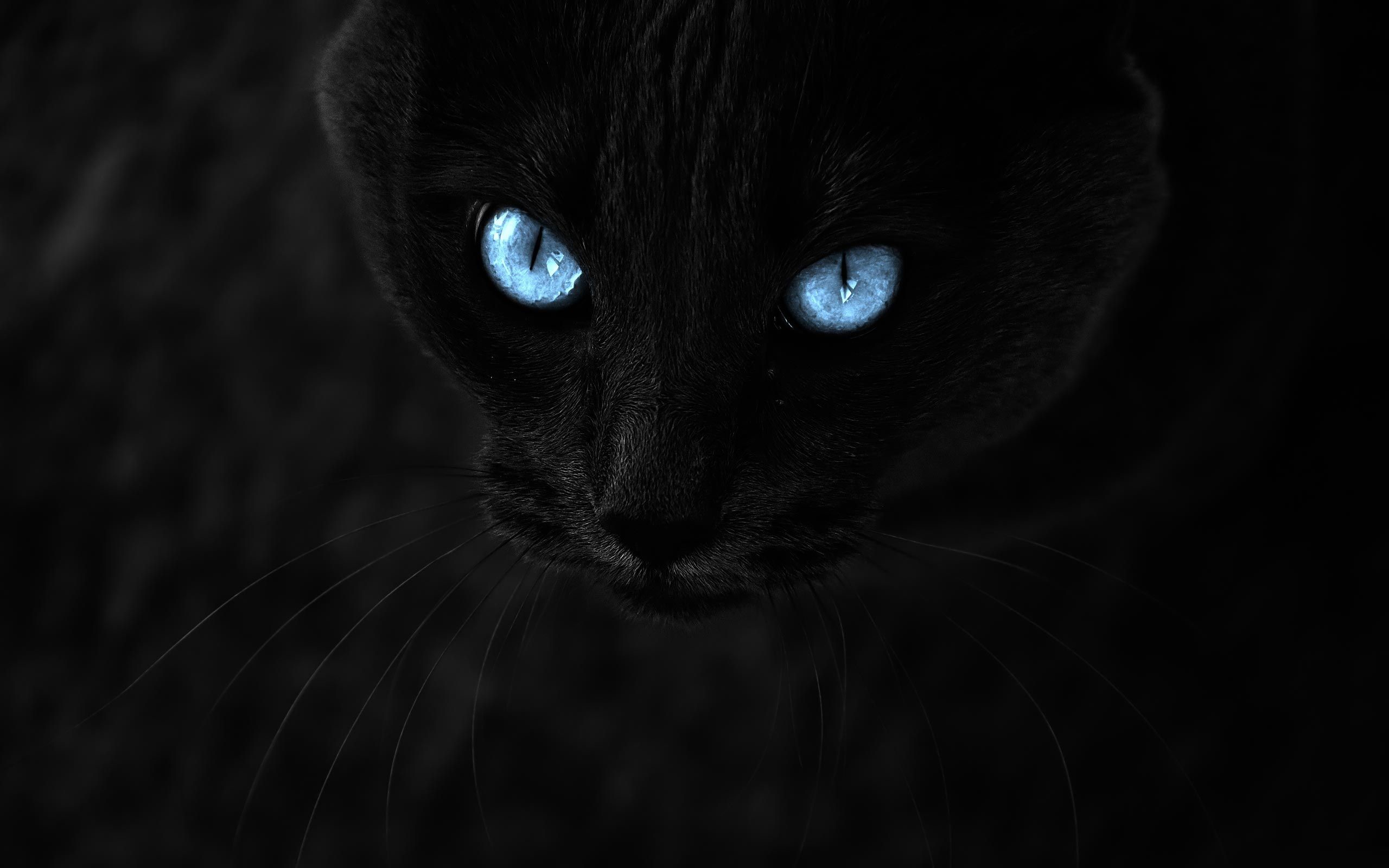 2560x1600 Animals Black Cat Blue Eyes Desktop Wallpapers and Backgrounds