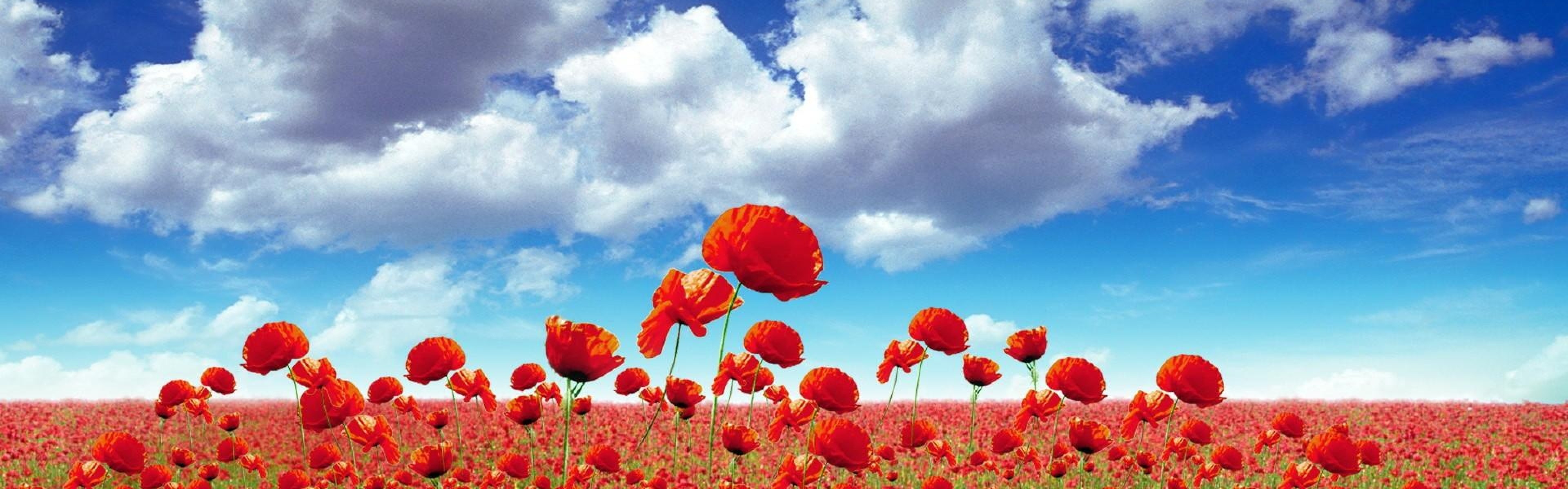 3840x1200  Wallpaper poppies, field, sky, clouds, light