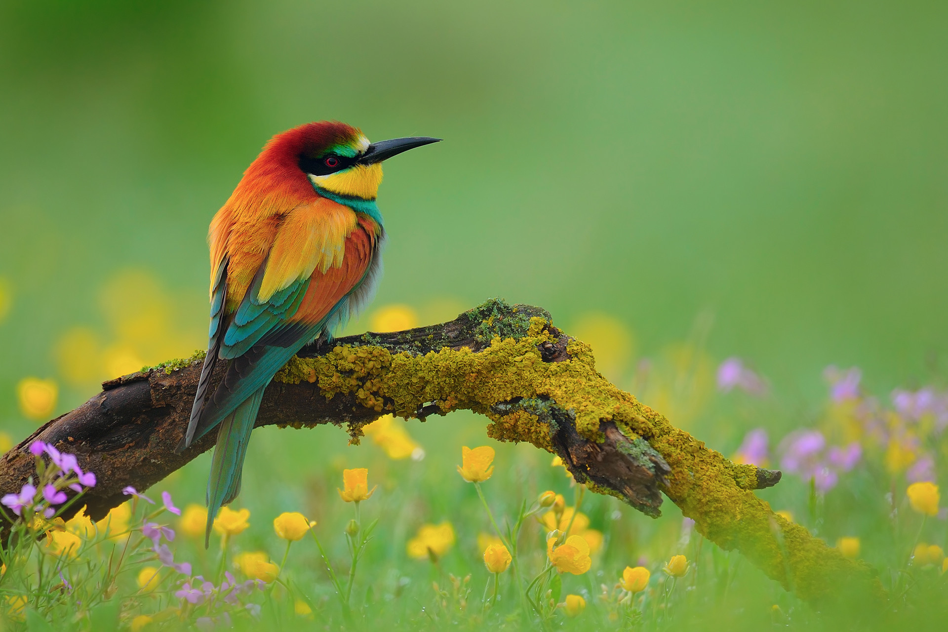1920x1280 National Geographic Nature Animals was published by ilikeunknown03 on March  26, 2014, 11:
