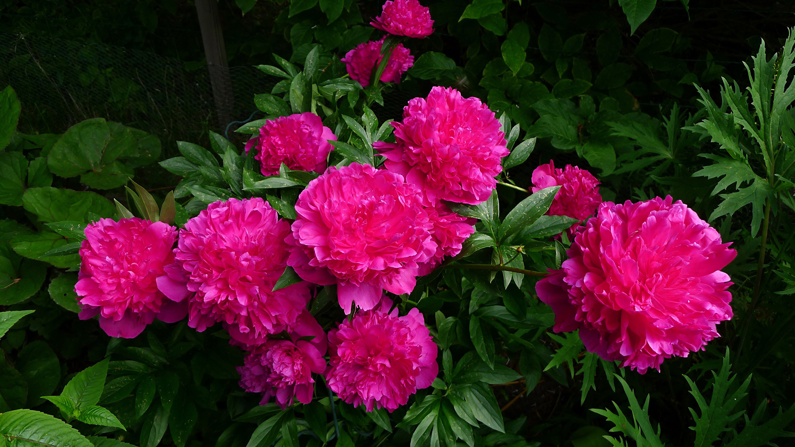 2560x1440 Photos Pink color Flowers Peonies 