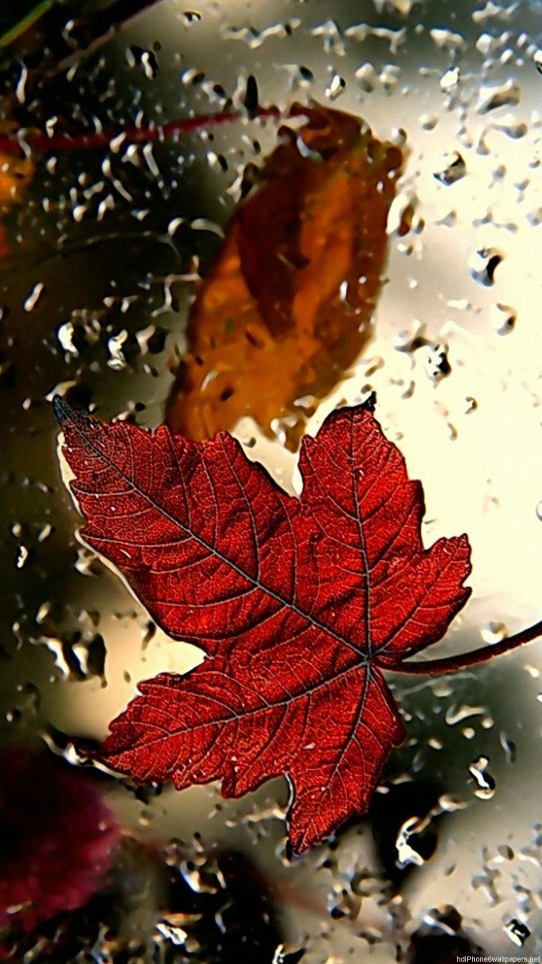 1080x1920  Red Leaf iPhone 6 wallpapers HD - 6 Plus backgrounds