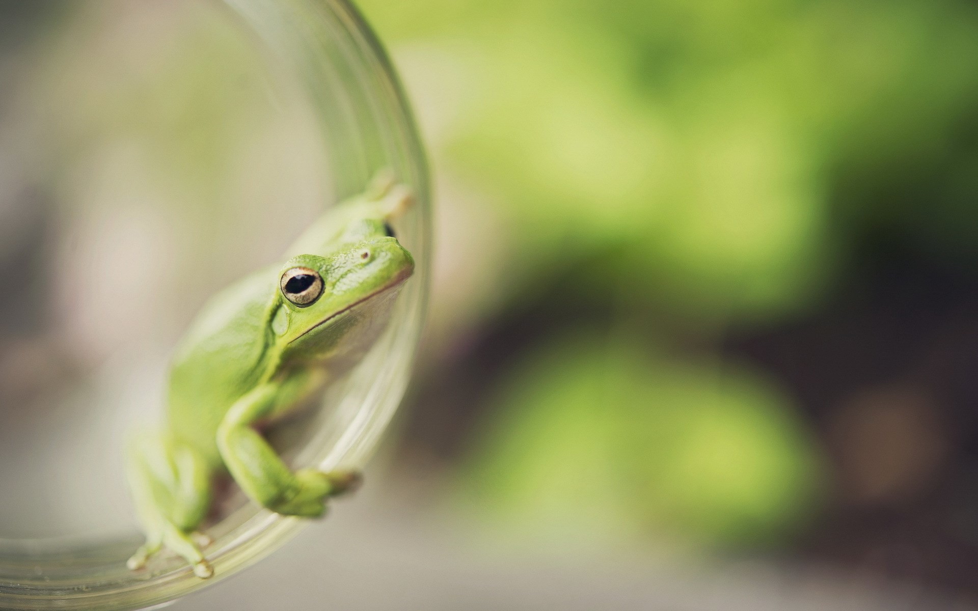 1920x1200 frog wallpaper hd backgrounds images (Orton Allford )