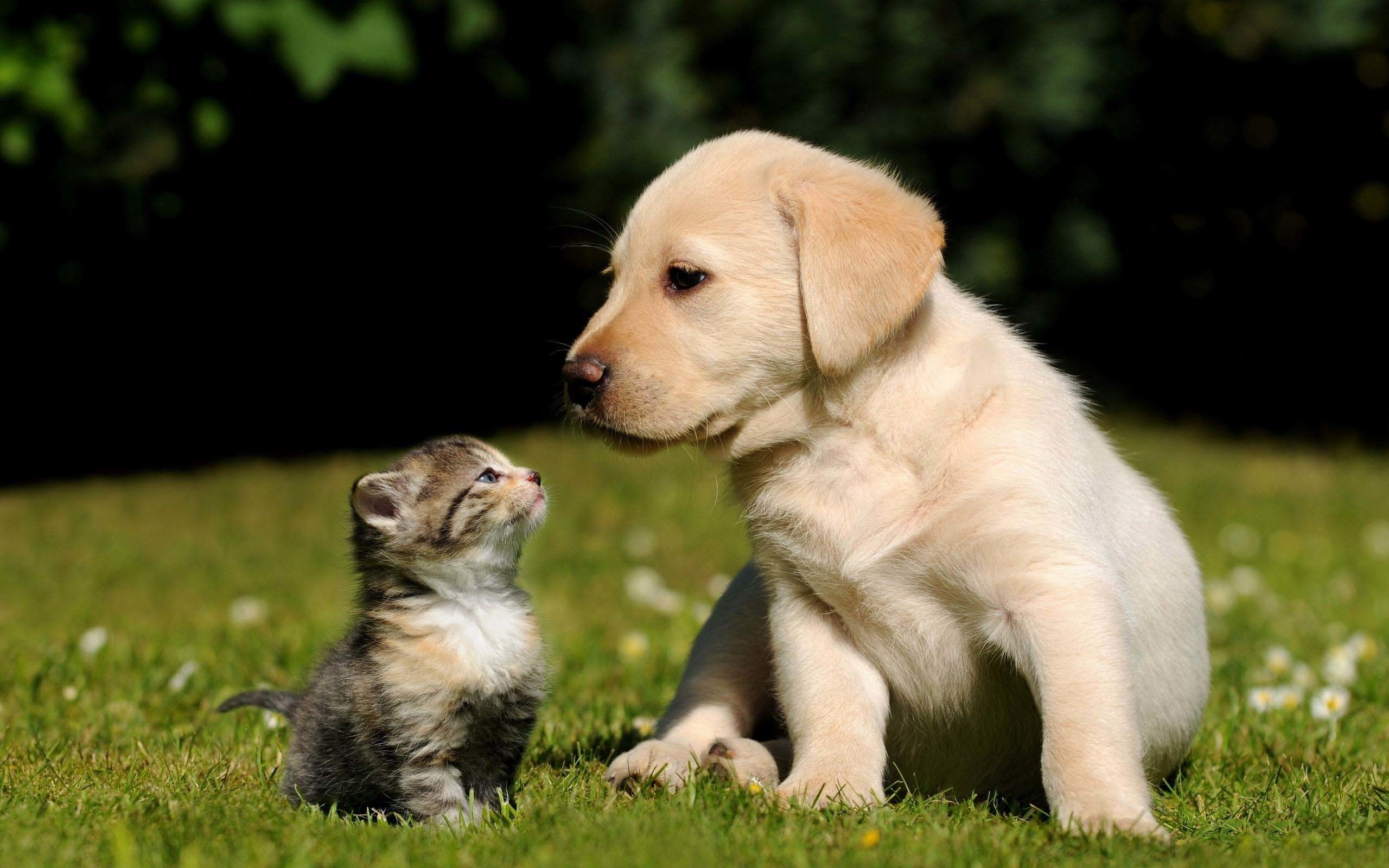 2560x1600 cute dog and cat sitting wallpaper.