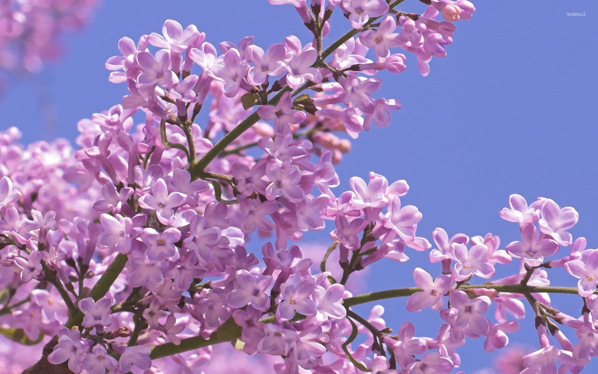 1920x1200 Pink lilacs on a tree branch wallpaper