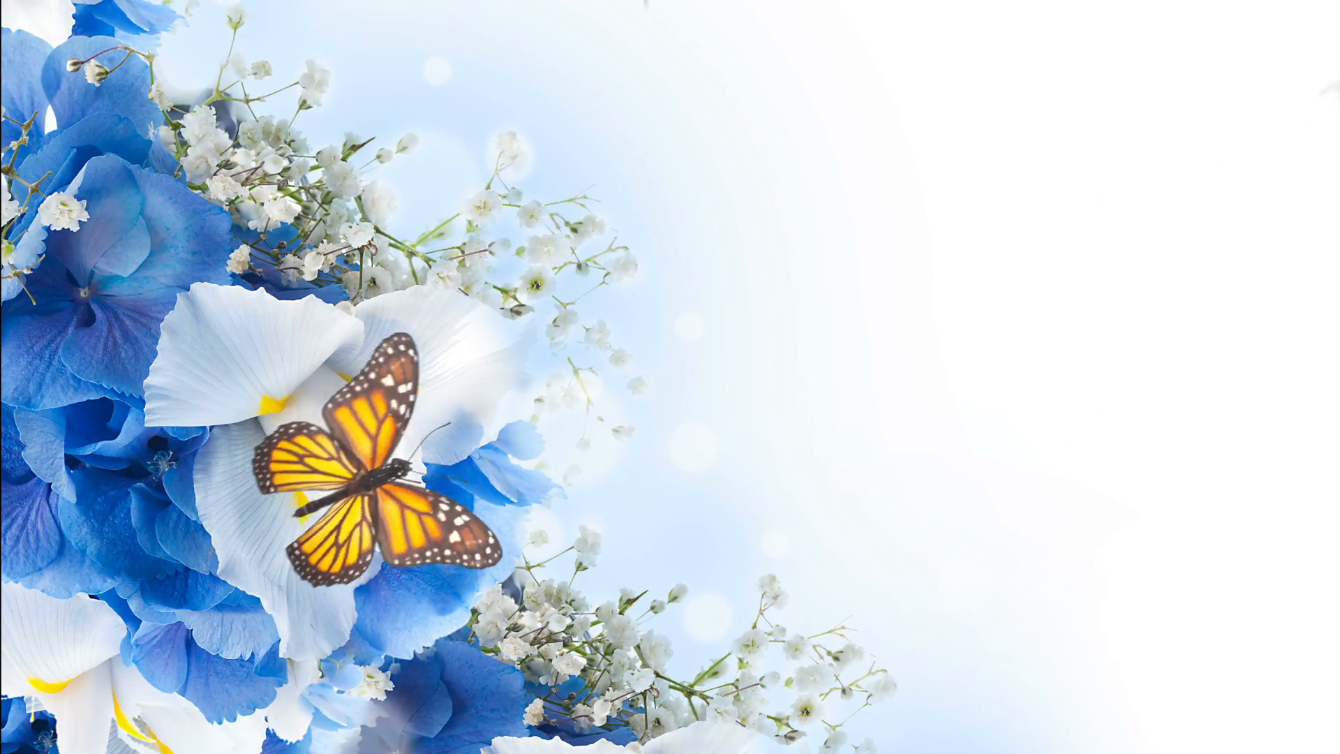 1920x1080 Flowers on a white background, dark blue hand bells and butterfly